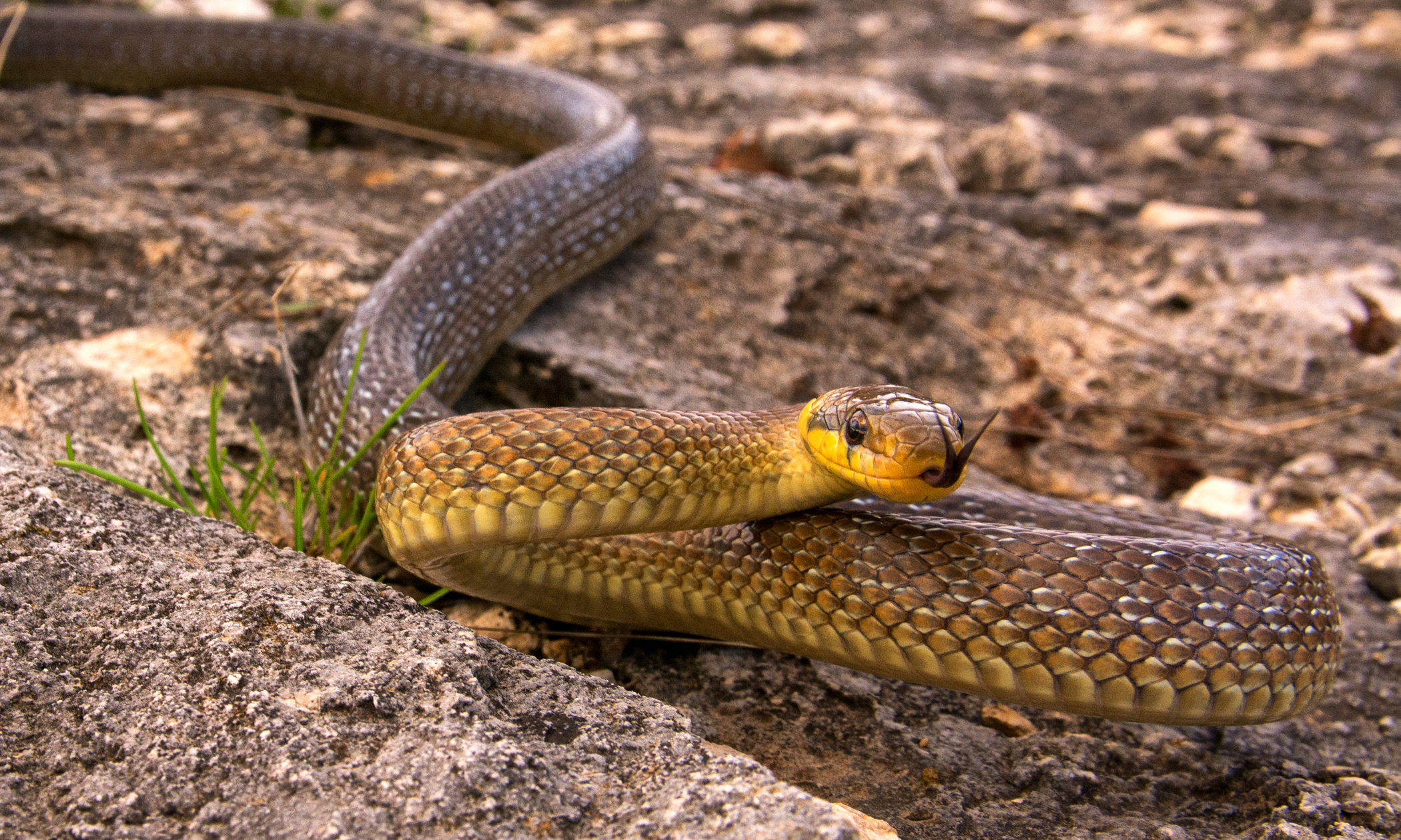 Zamenis longissimus (2)