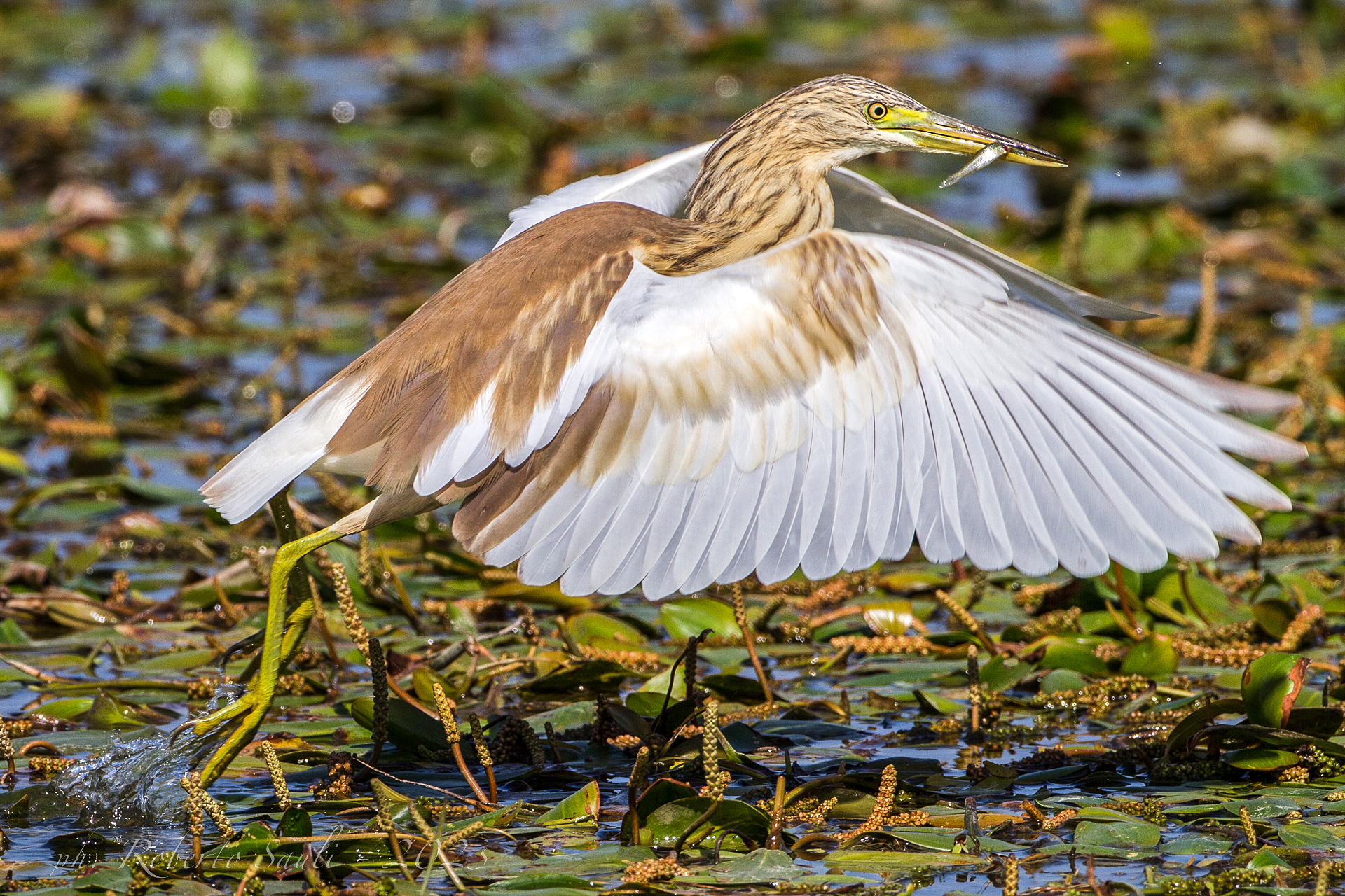Sgarza ciuffetto (juv.) con piccola preda