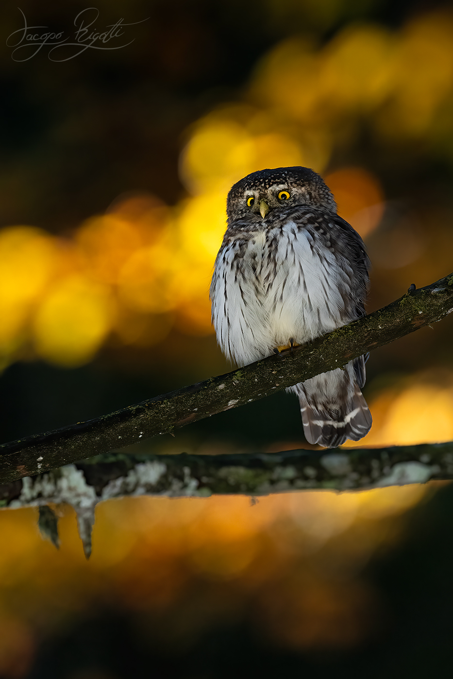 Civetta nana al tramonto