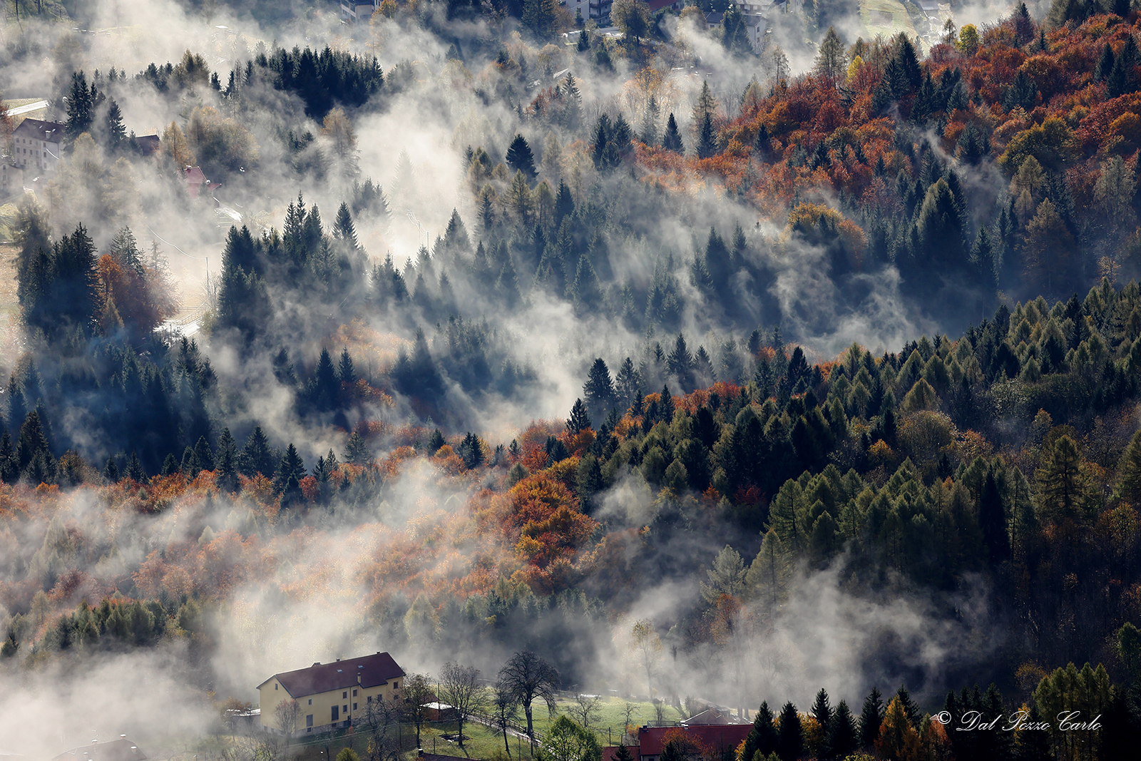Timine Autumn Mists
