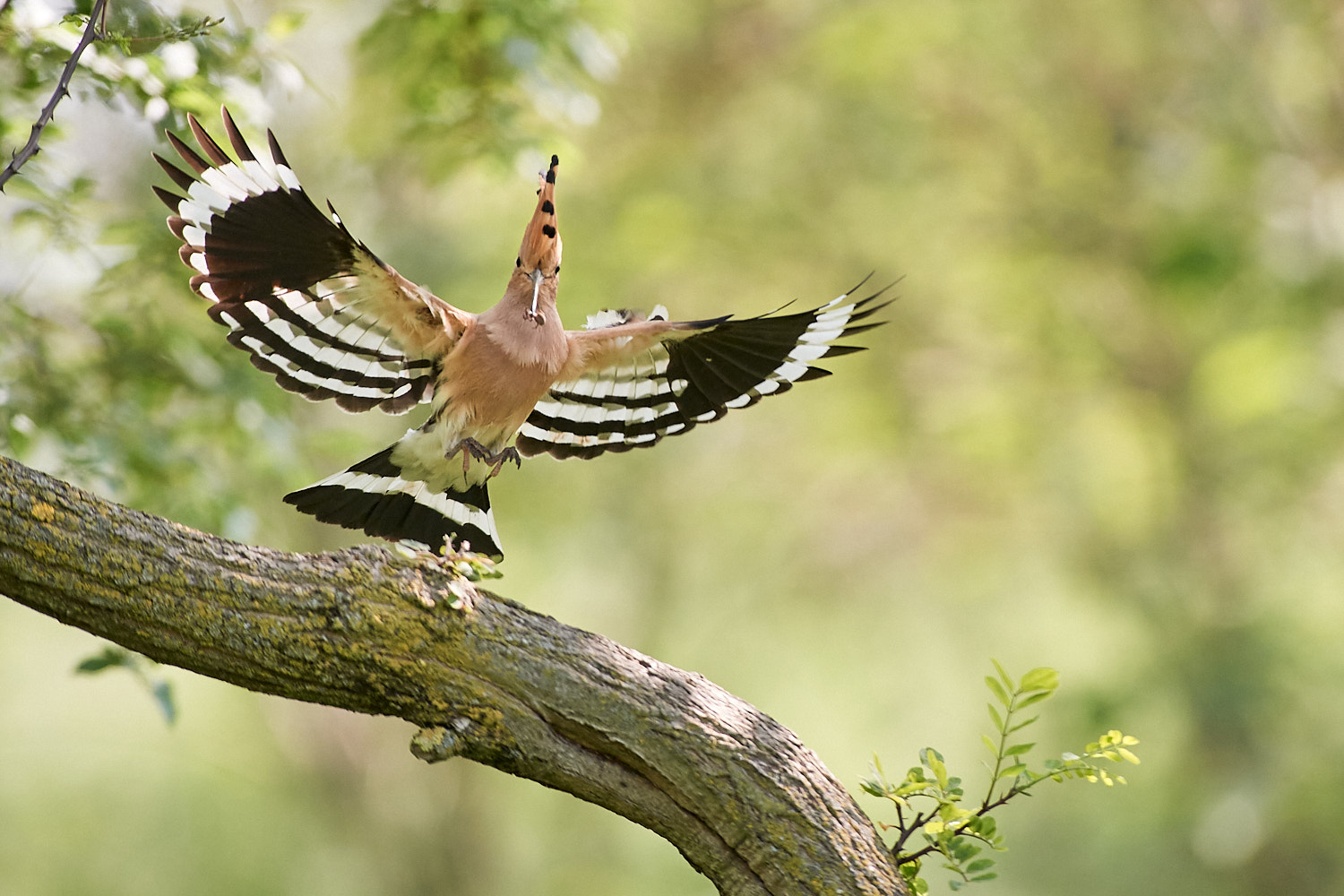 Hoopoe with prey
