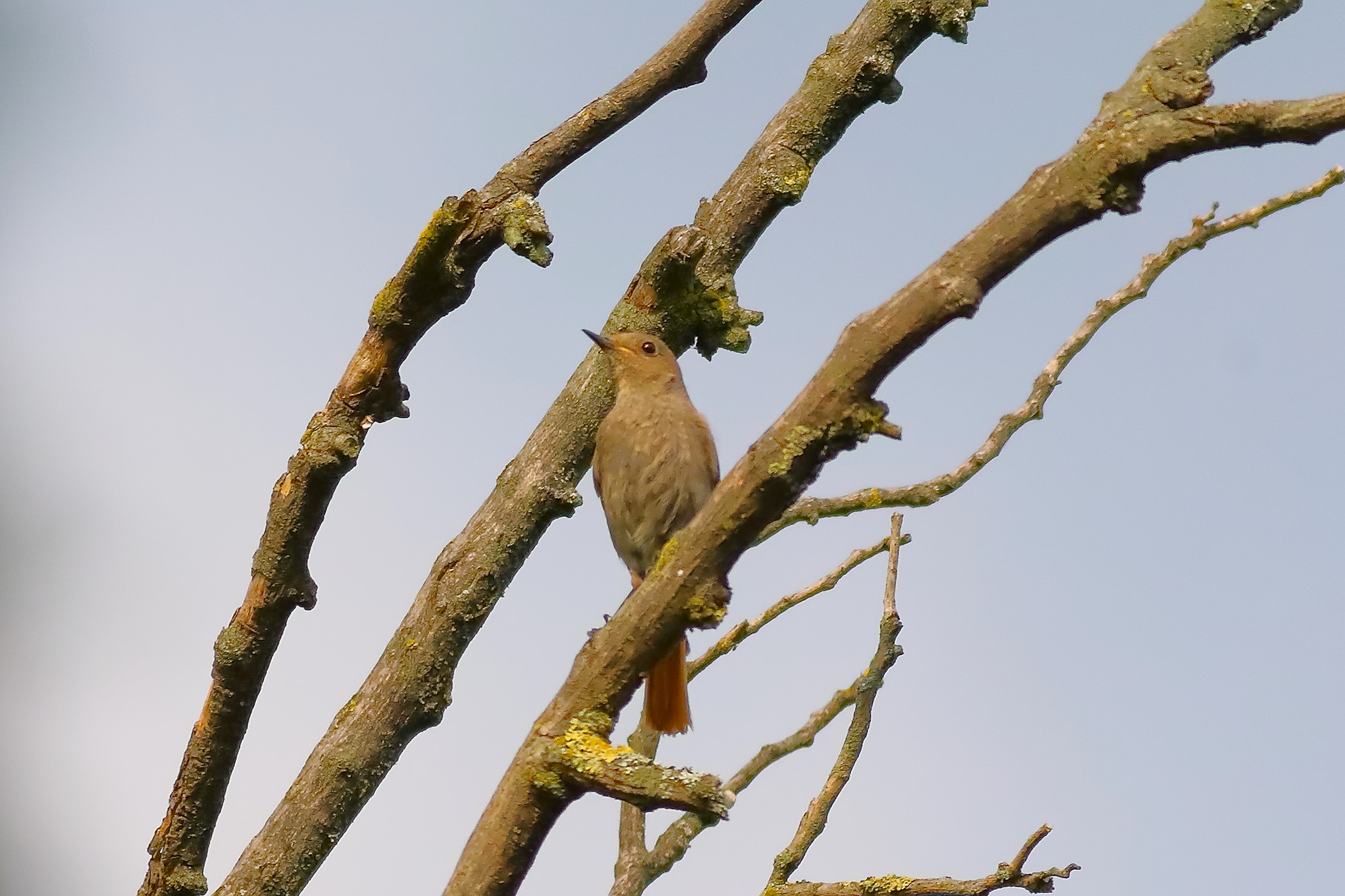 Redstart 15-06-2023