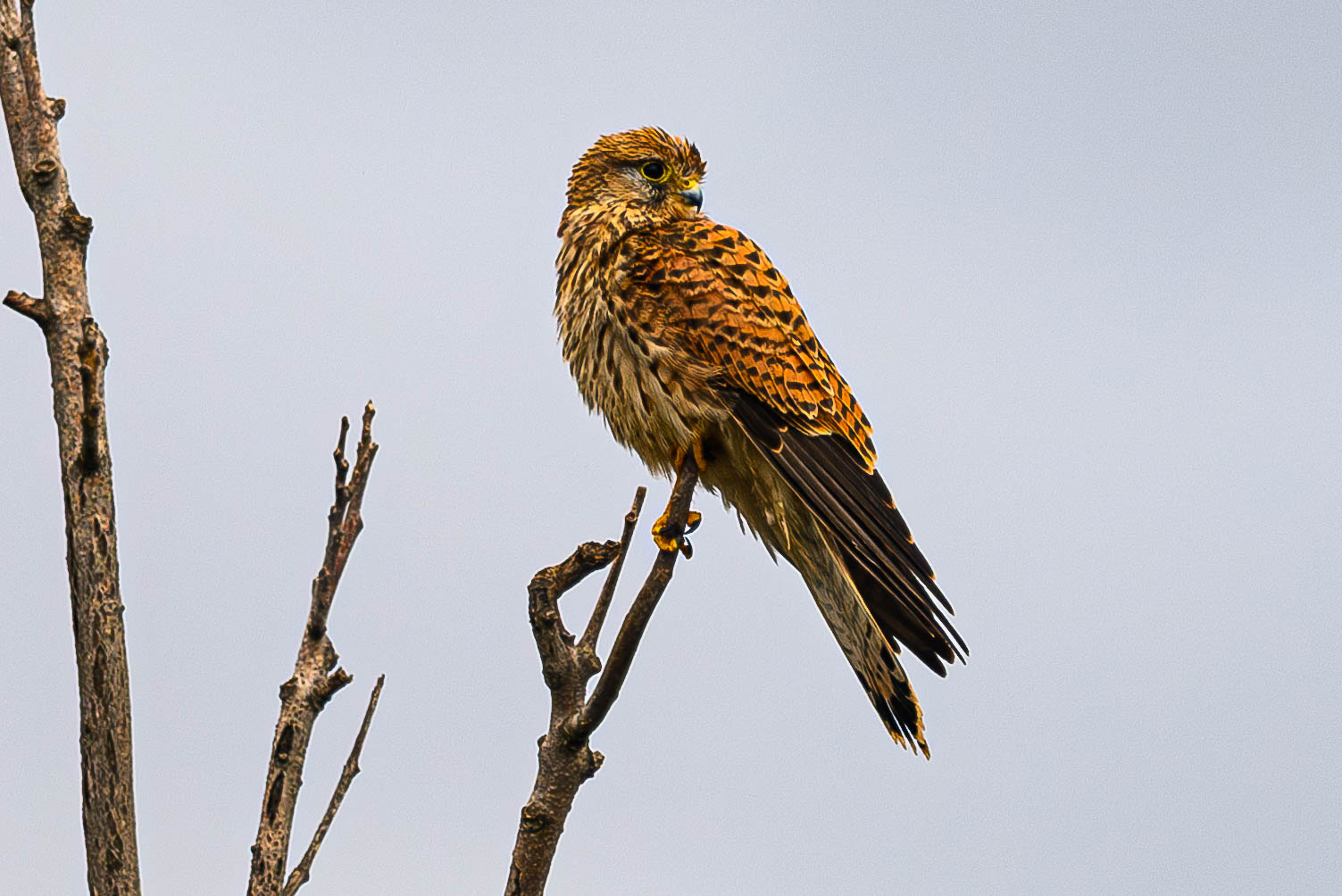 La mirada del cecchino