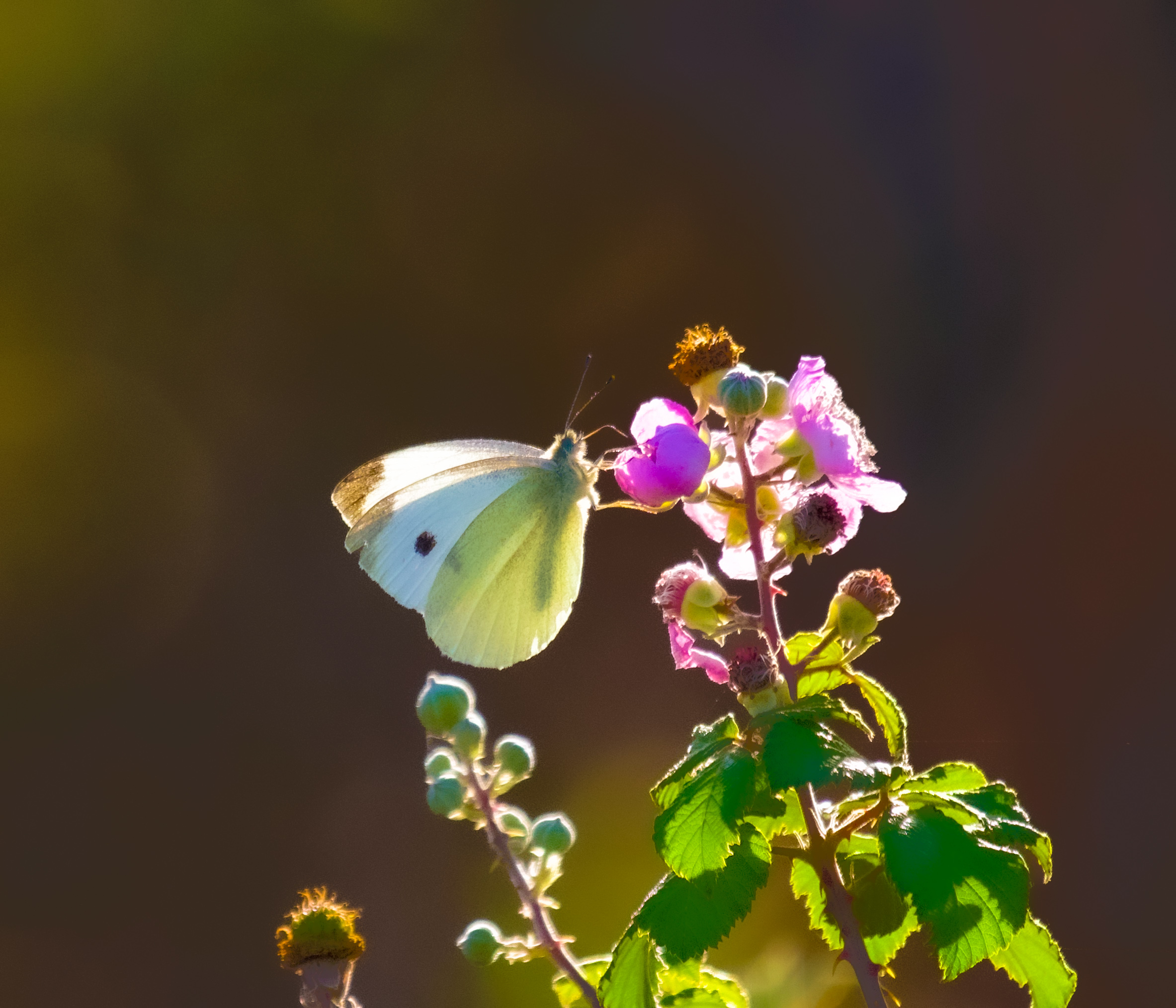 Naturalmente natura