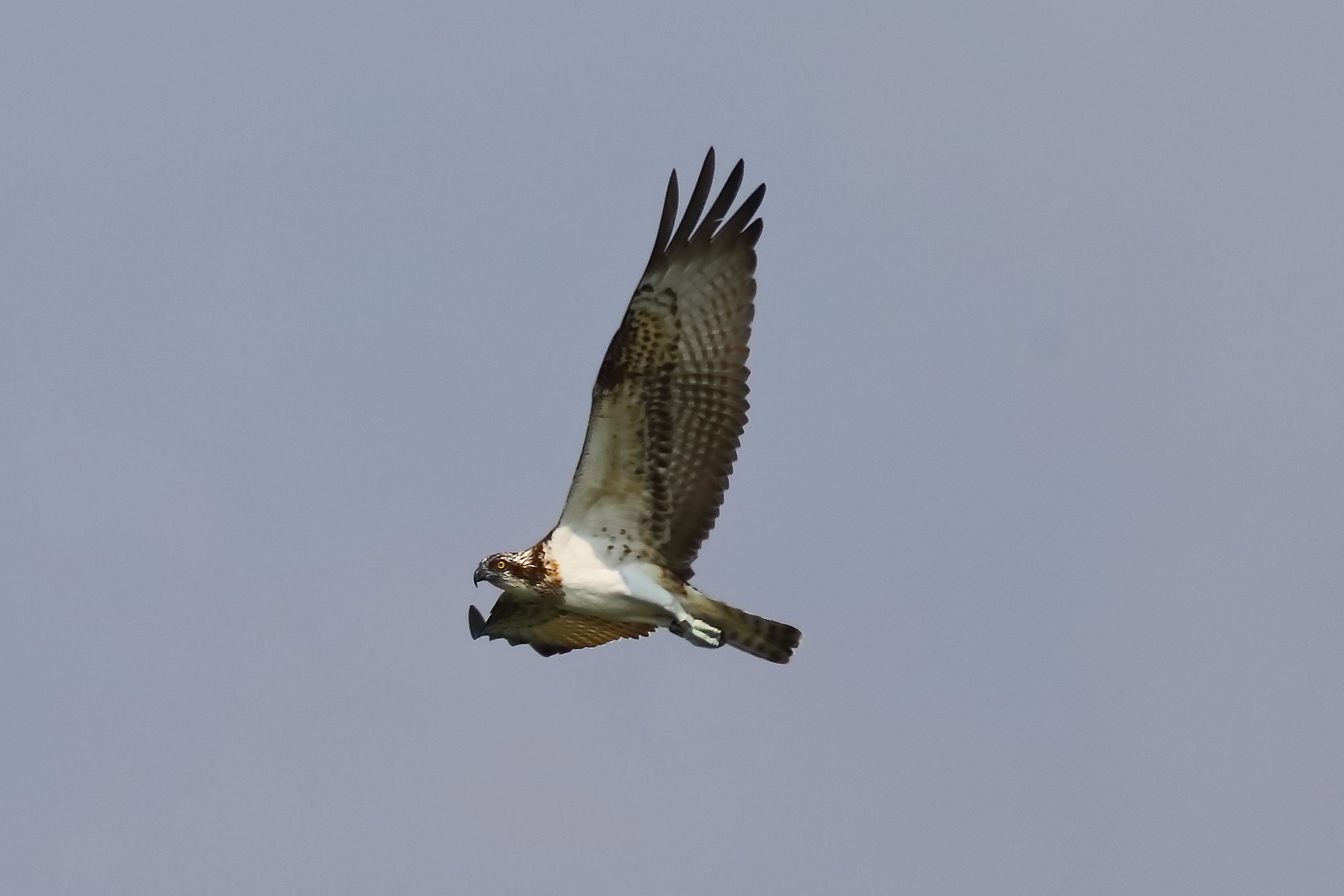 Osprey 04-09-2023