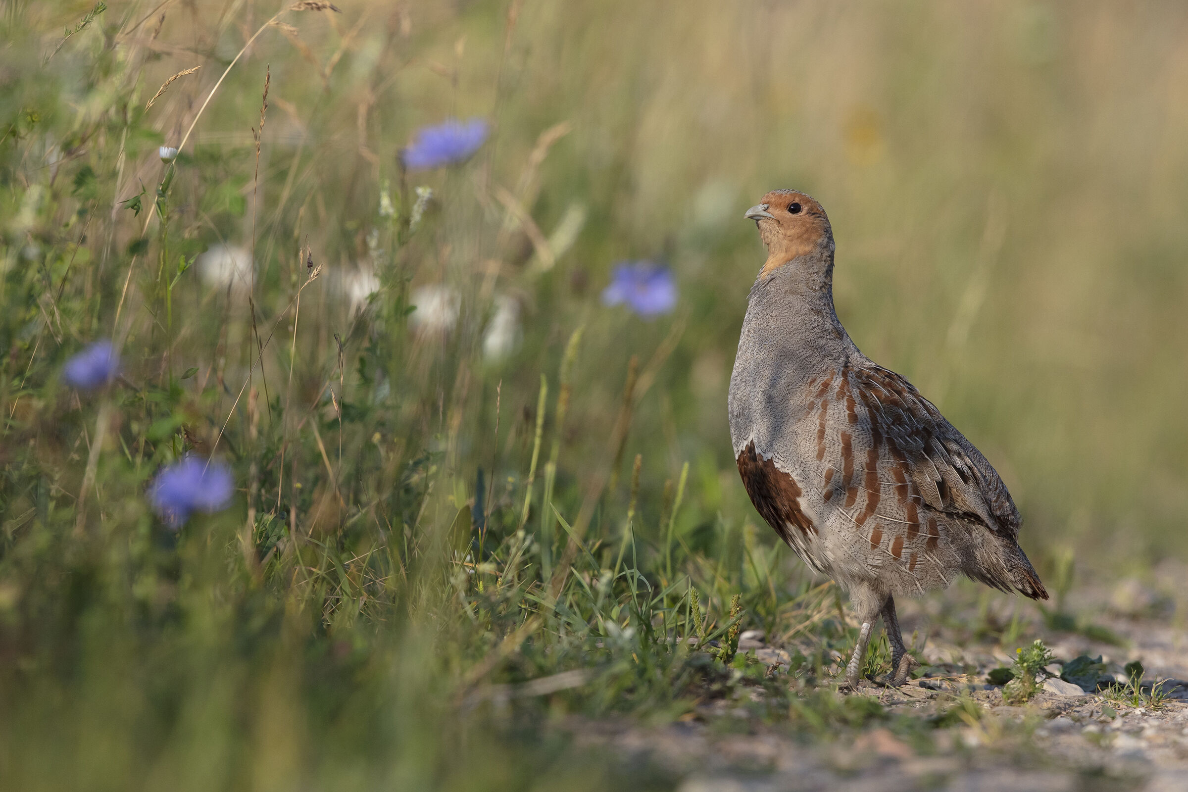 Pernice grigia (Perdix perdix), Lituania