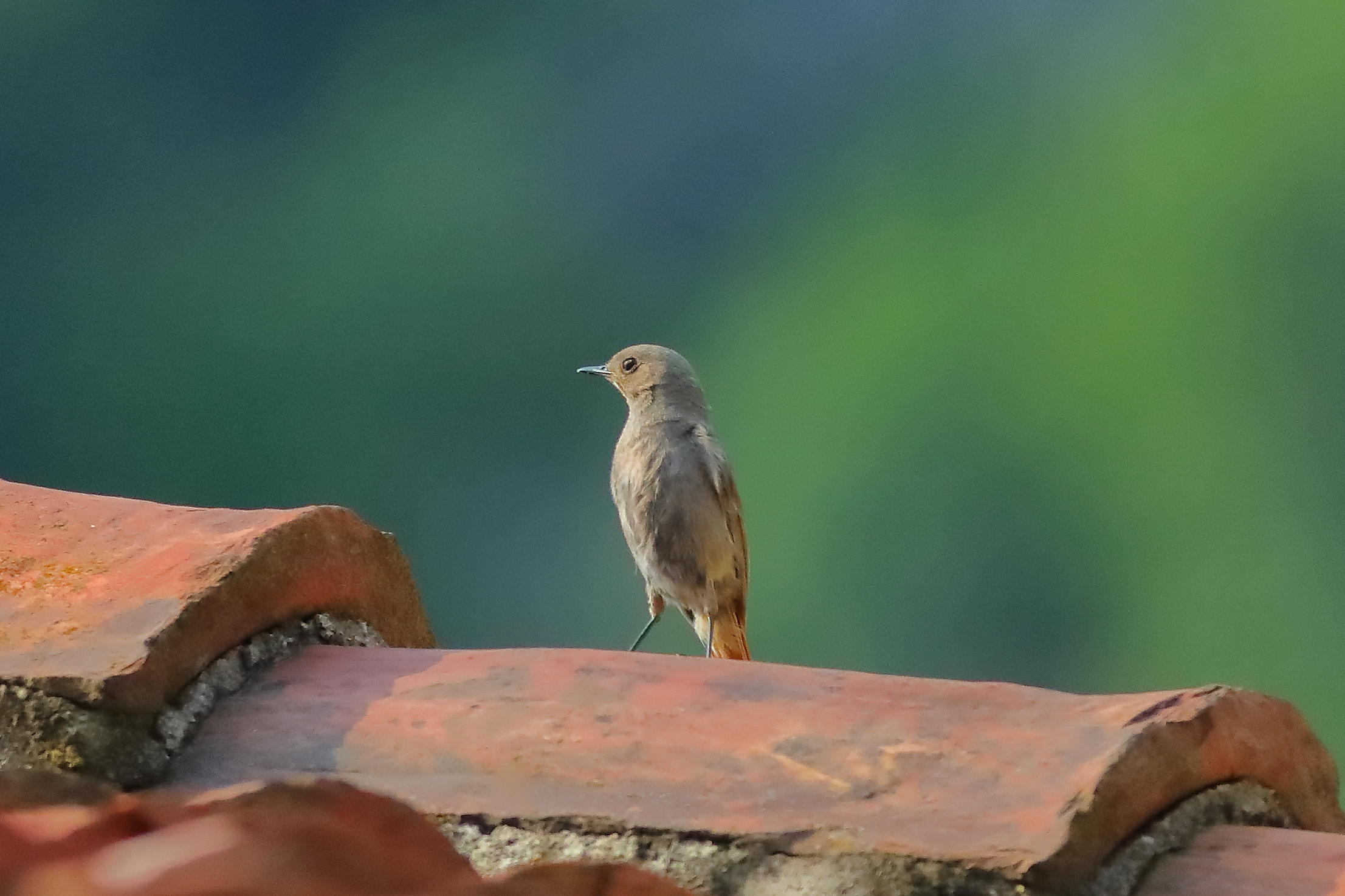 Redstart 15-06-2023