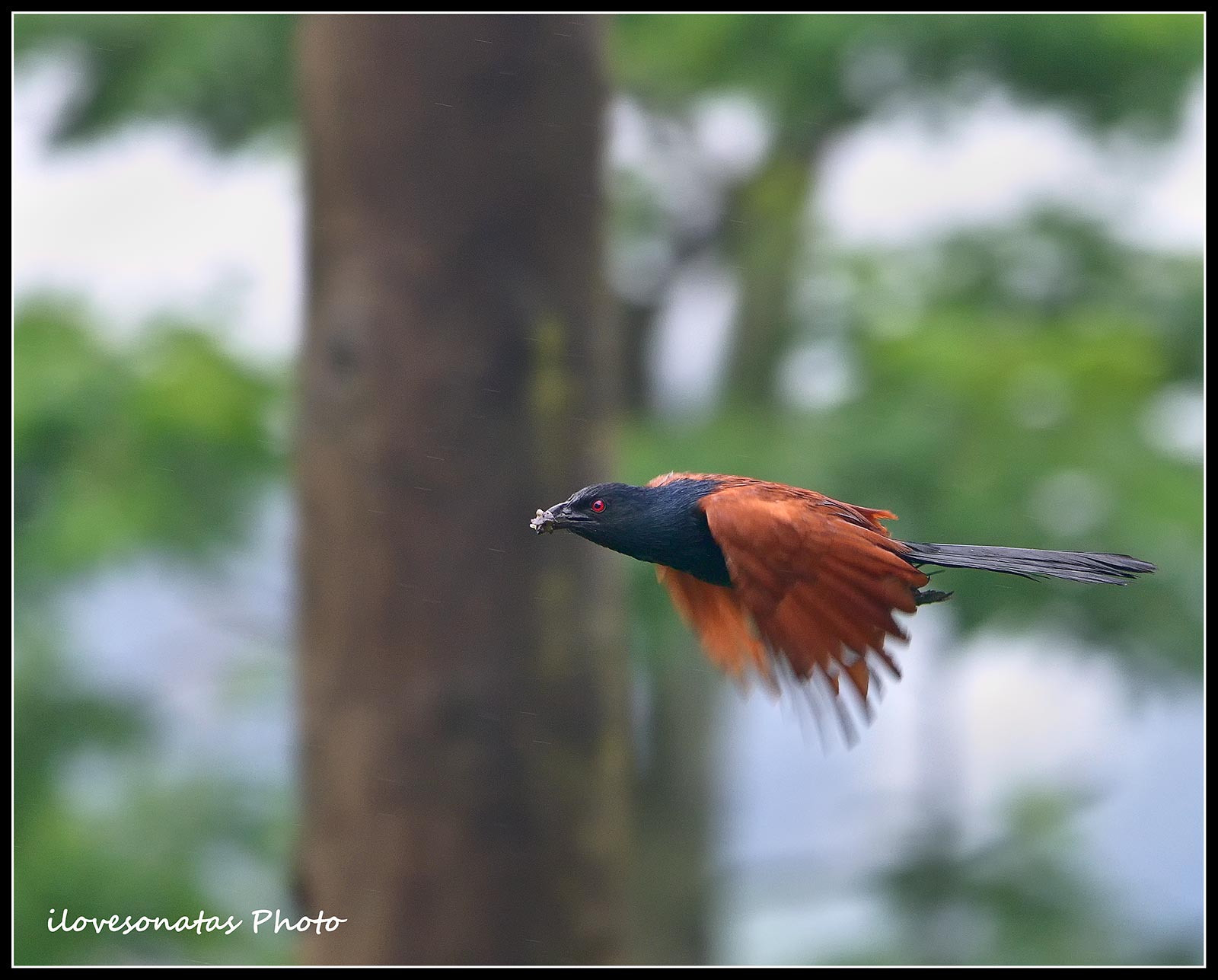 Maggiore Coucal in volo II