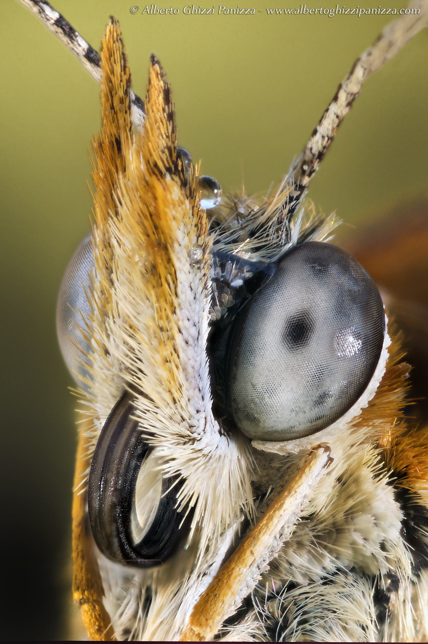 Ritratto di farfalla