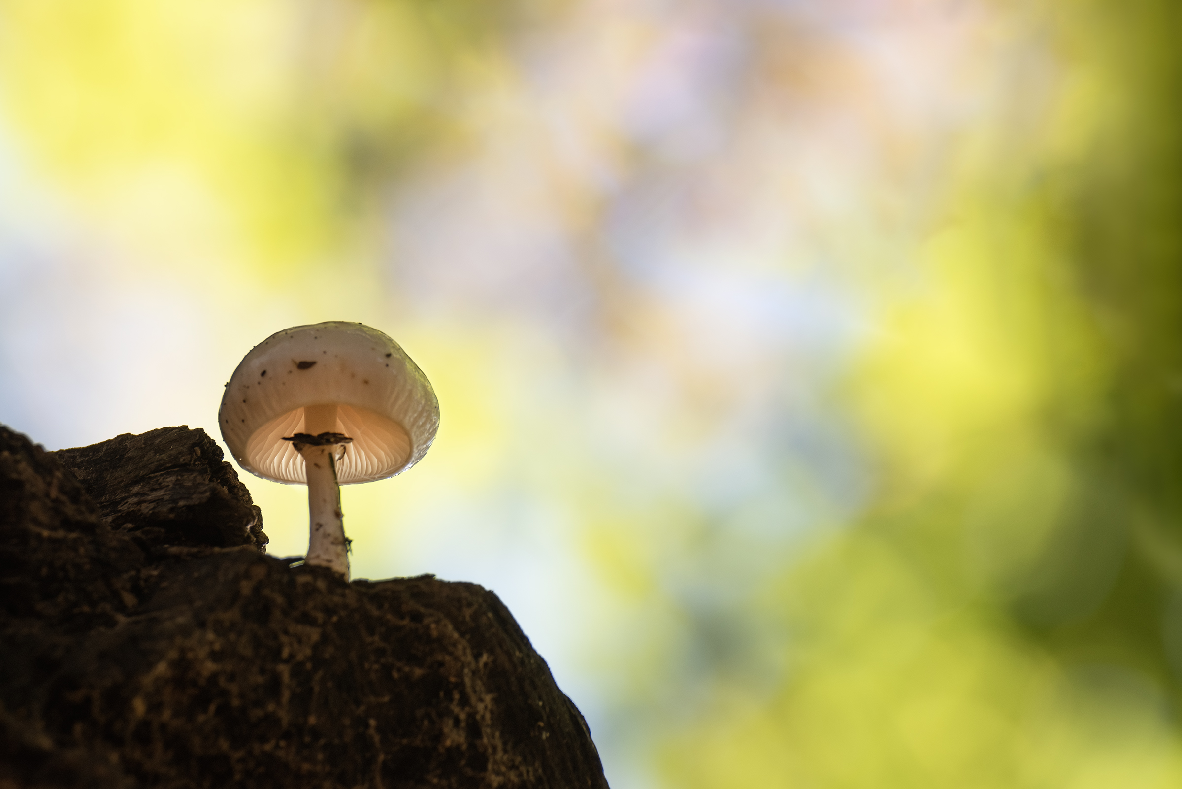 Oudemansiella mucida su faggio