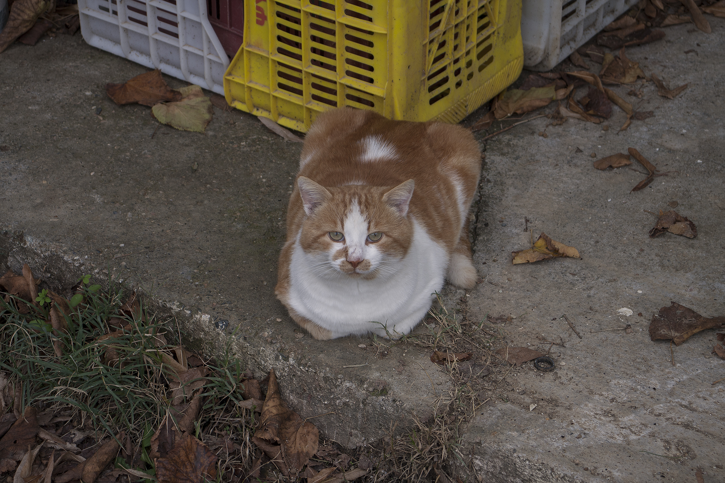 Test di Canon ef-s 18-55 4.0-5.6 STM su Canon 40D