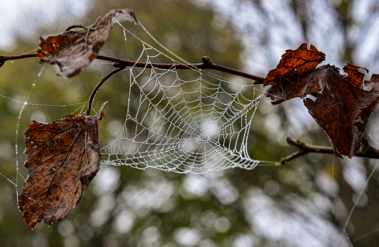 Sul sentiero dei nidi di ragno 1