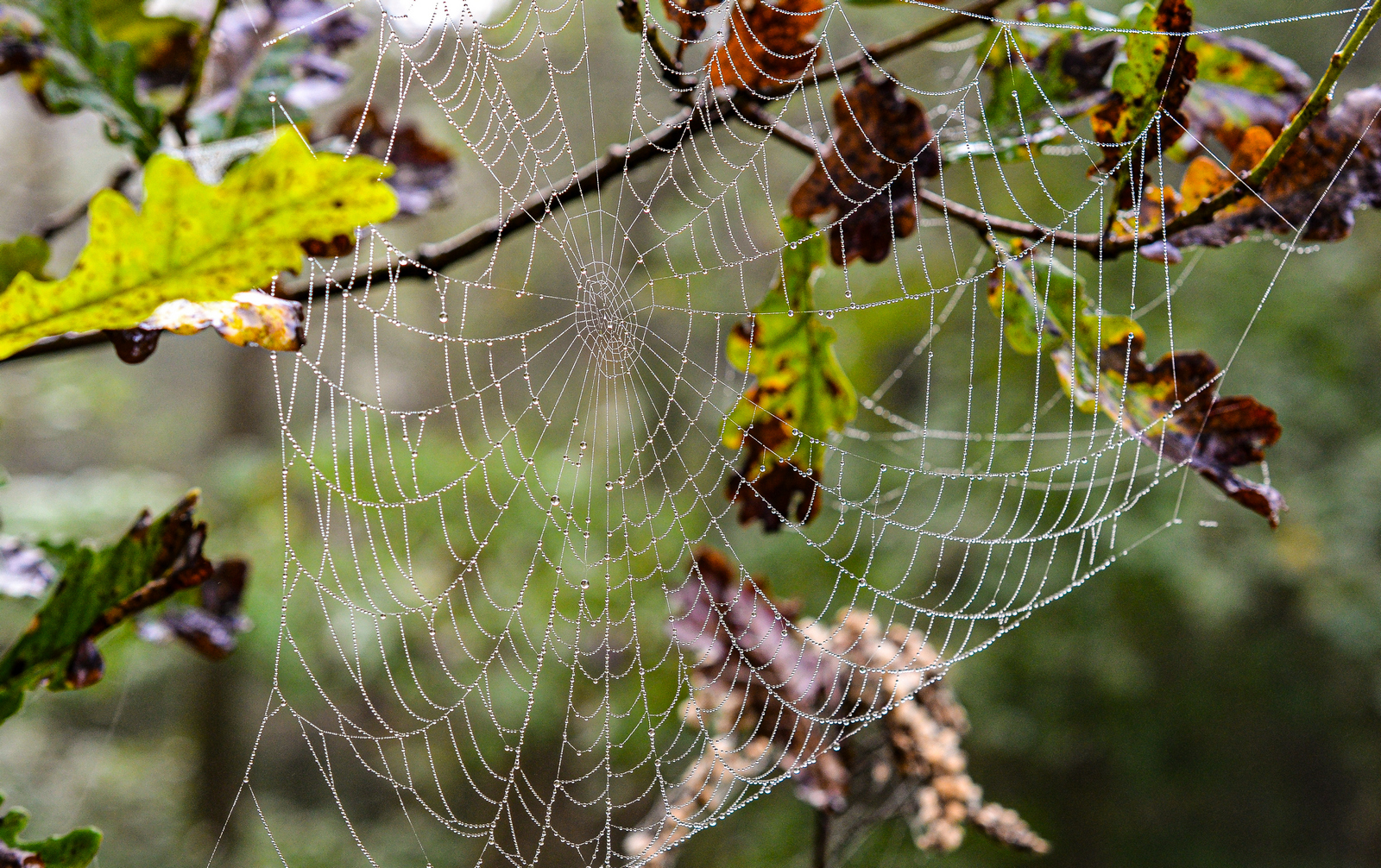 Sul sentiero dei nidi di ragno 4