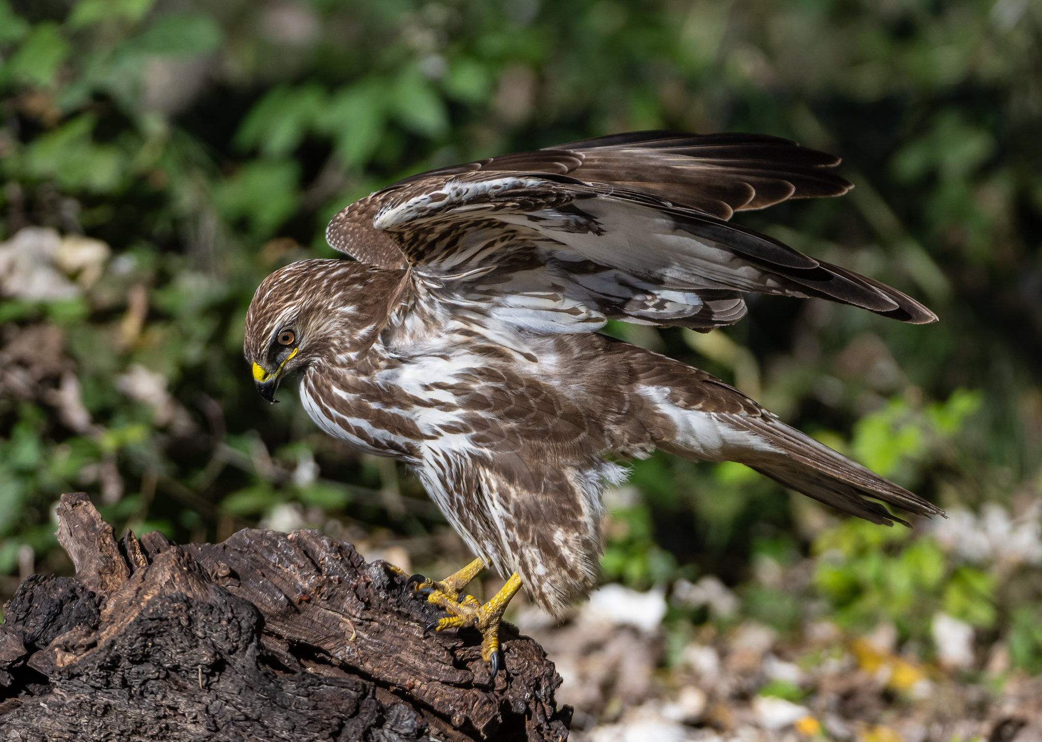 Eurasian buzzard, Buteo buteo.