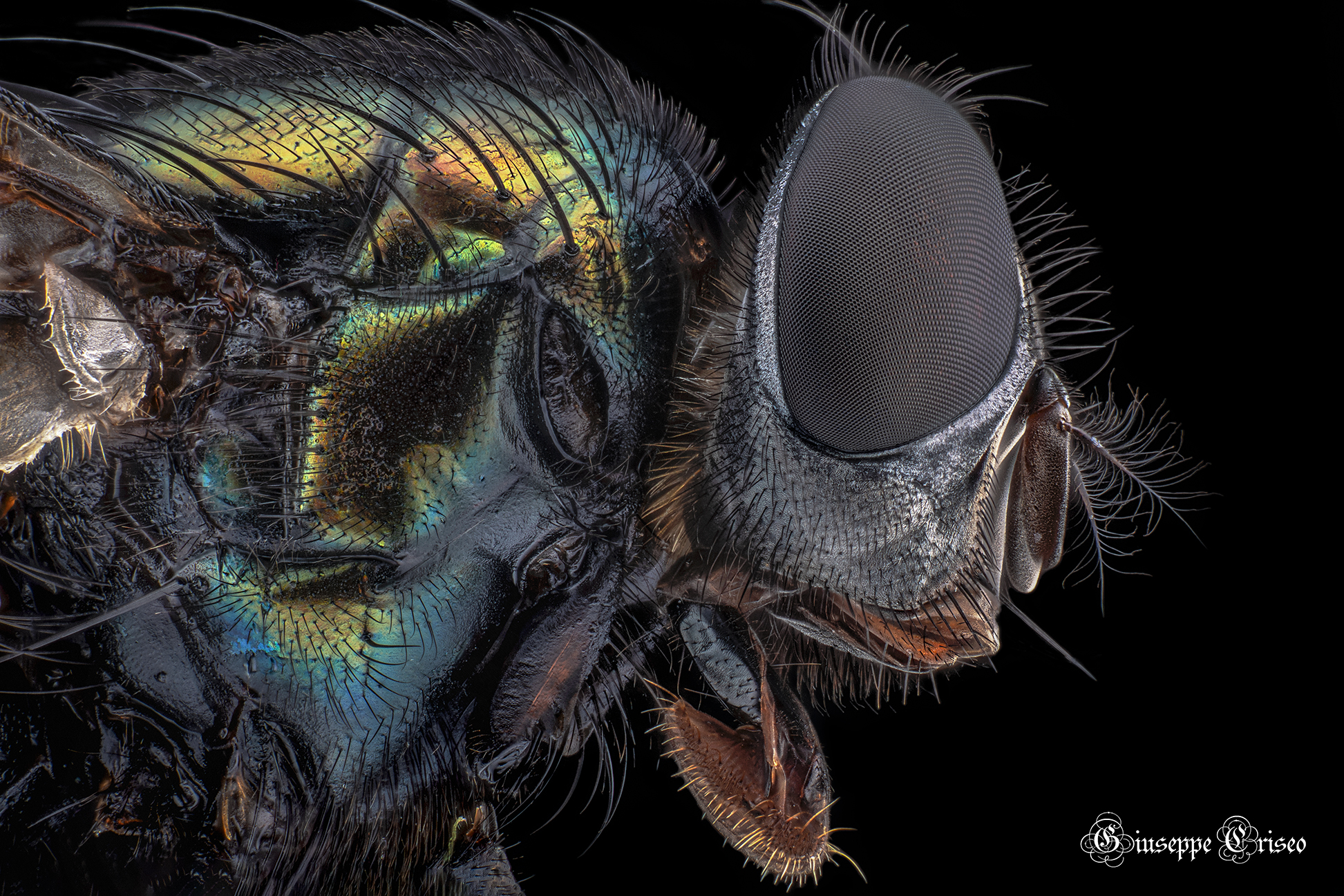 Lucilia sericata, Diptera