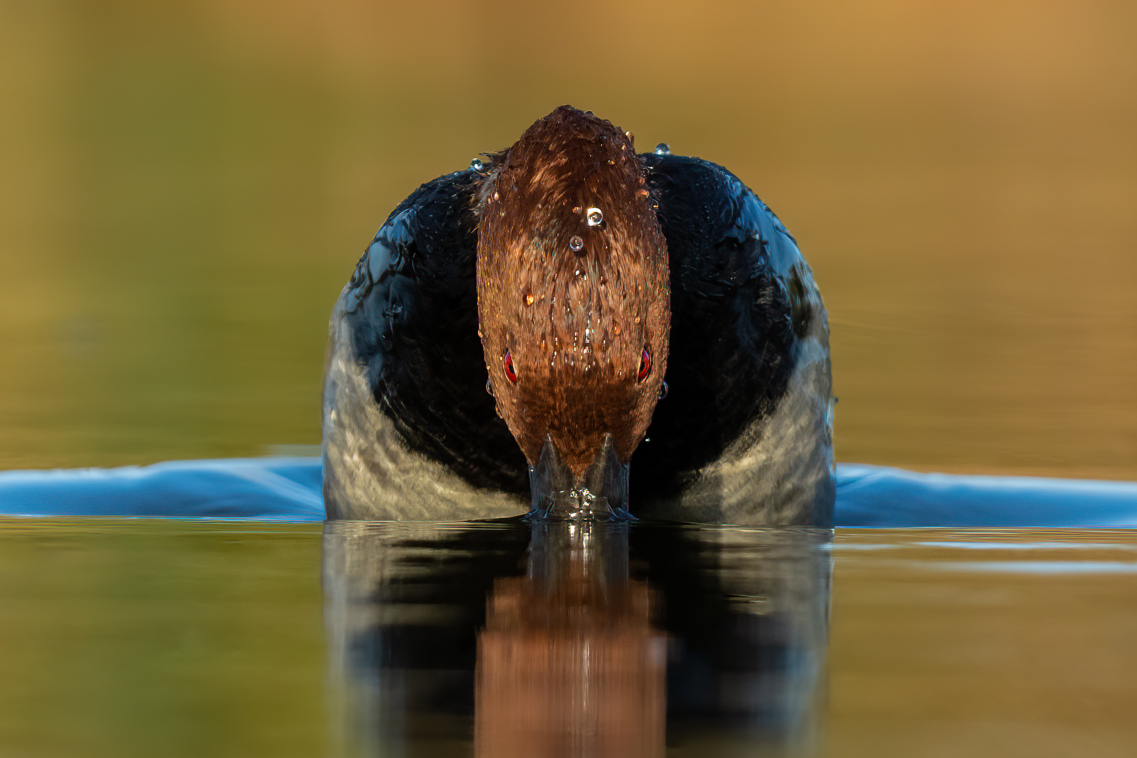 Moriglione (Aythya ferina)