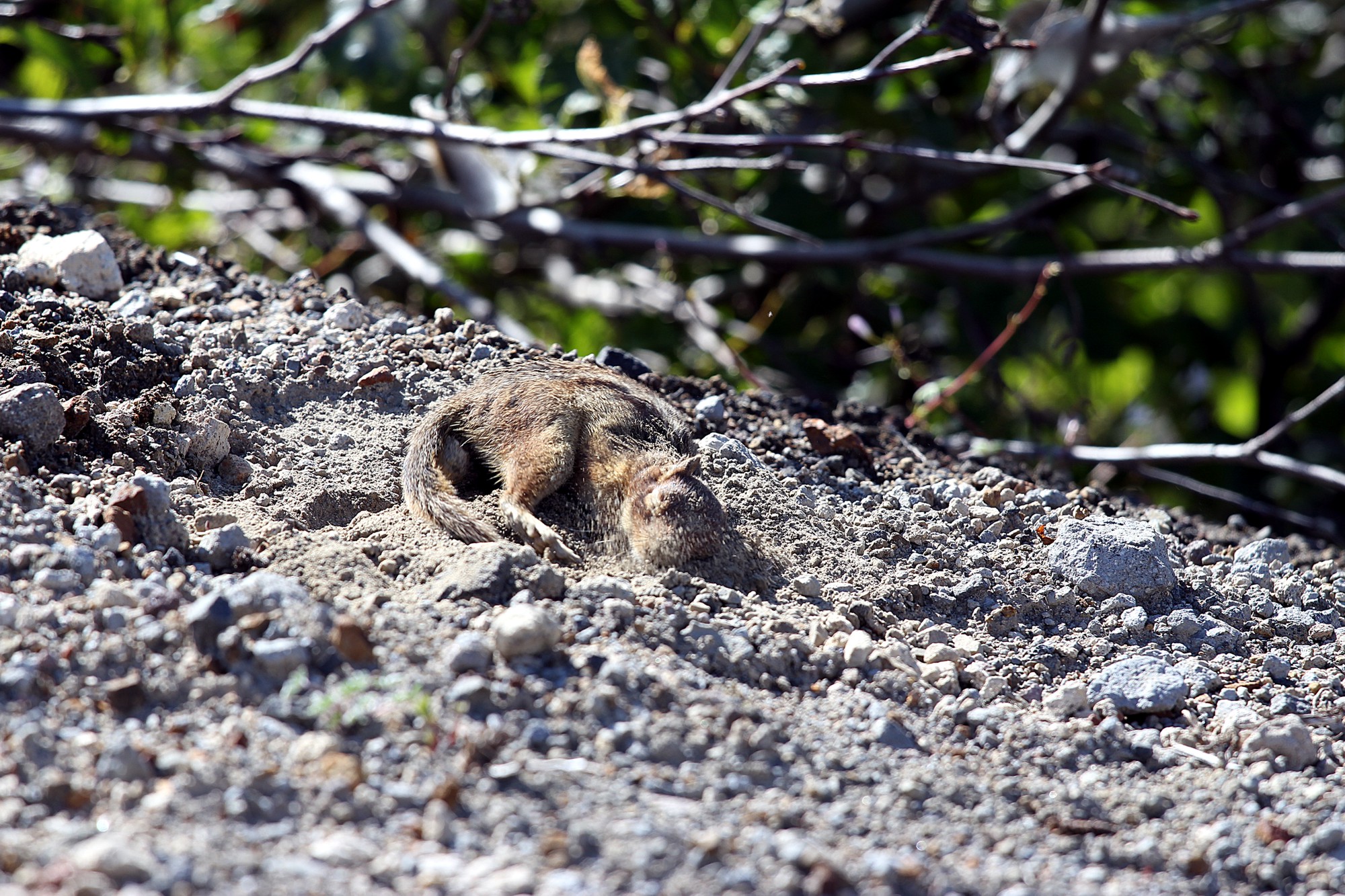 Chipmunk sporco bagno 2