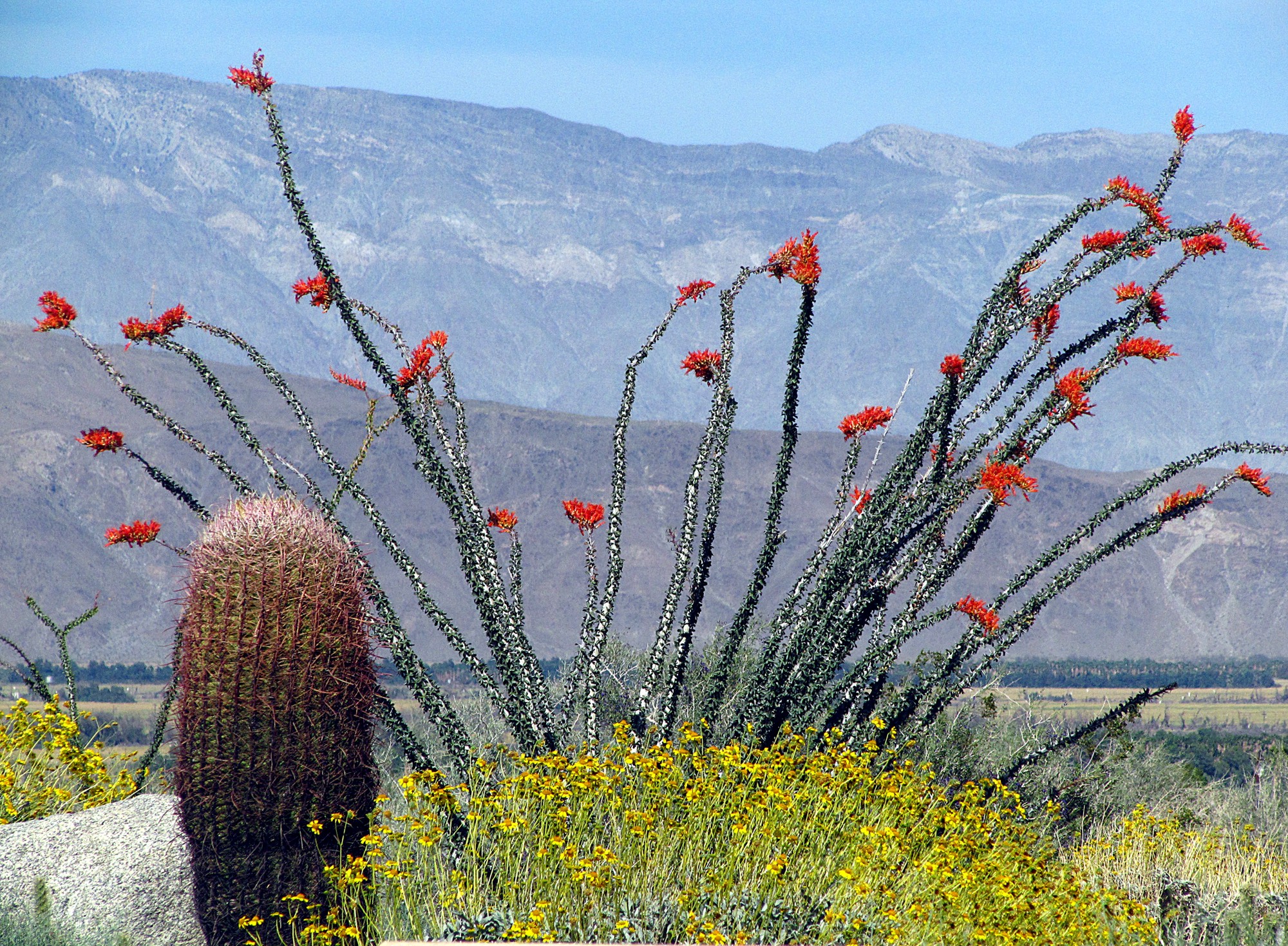 Fiori nel deserto di Anza Borego