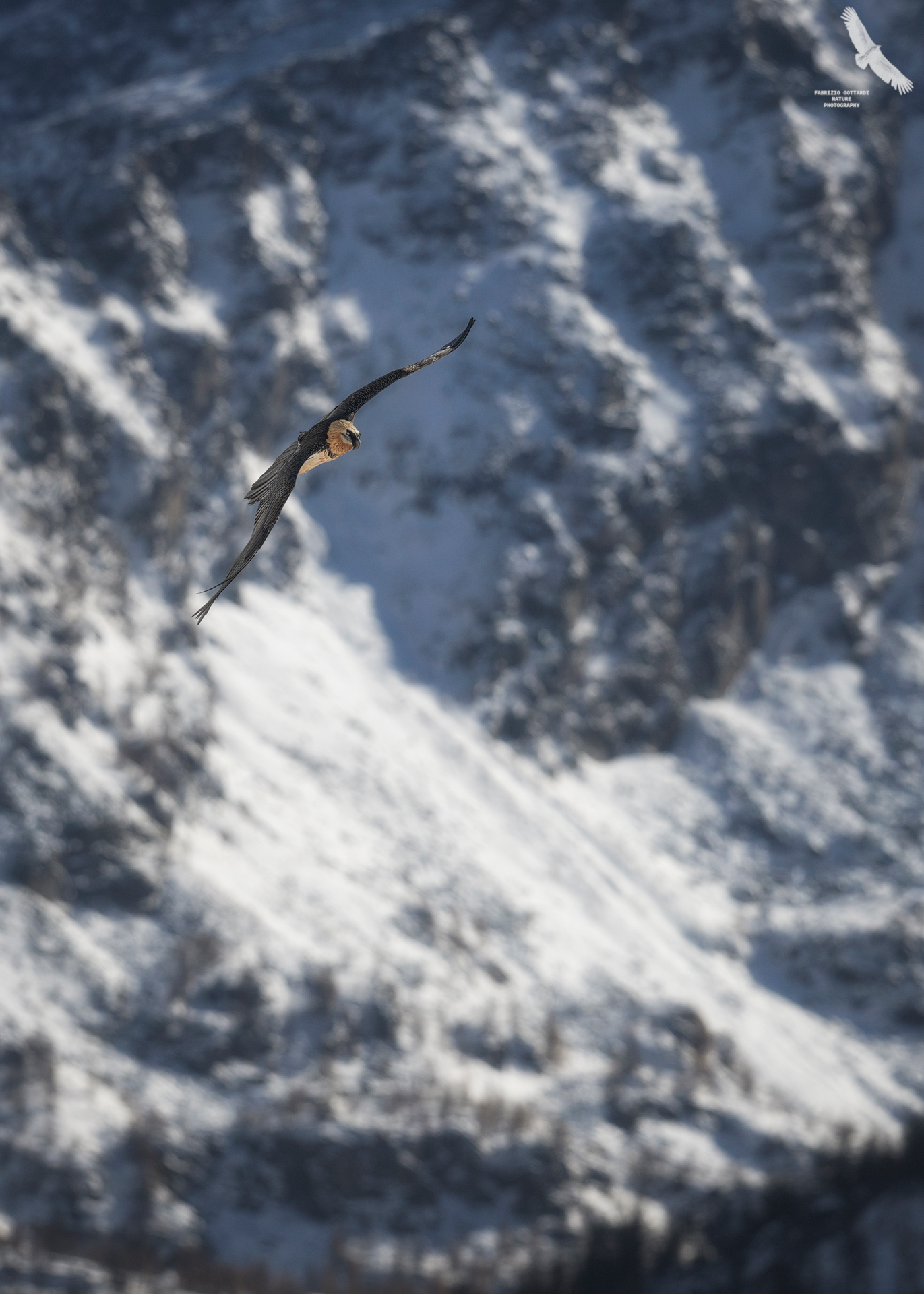 Bearded Vulture On Air