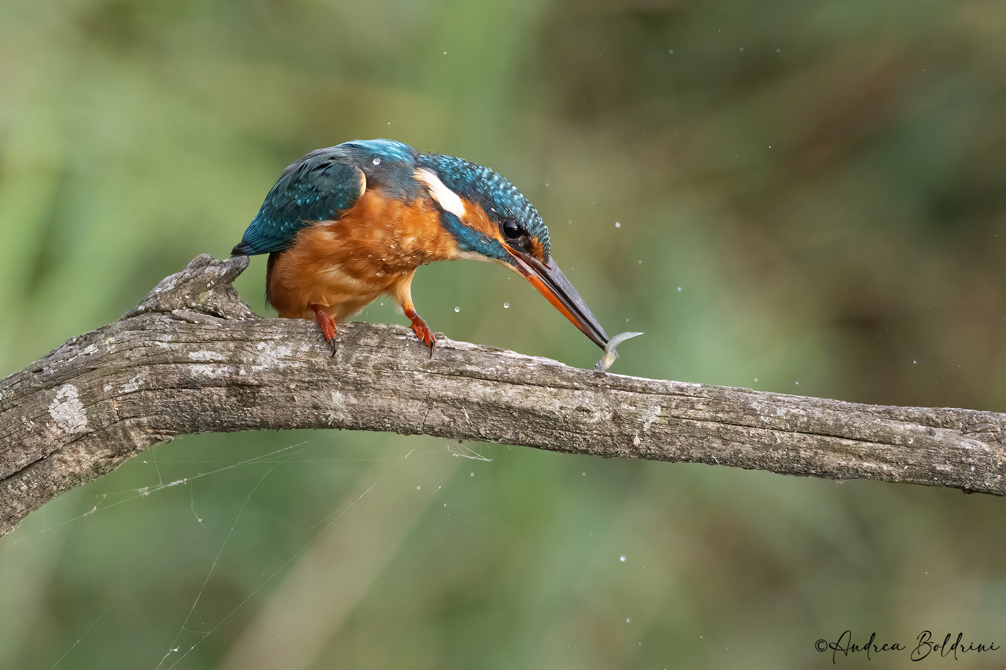 Tuffatore implacabile