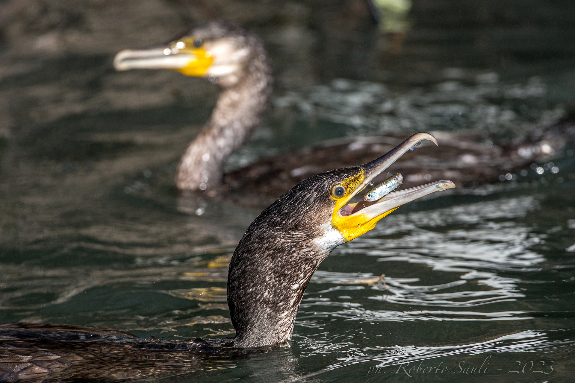 Ritratto di Cormorano con piccola preda