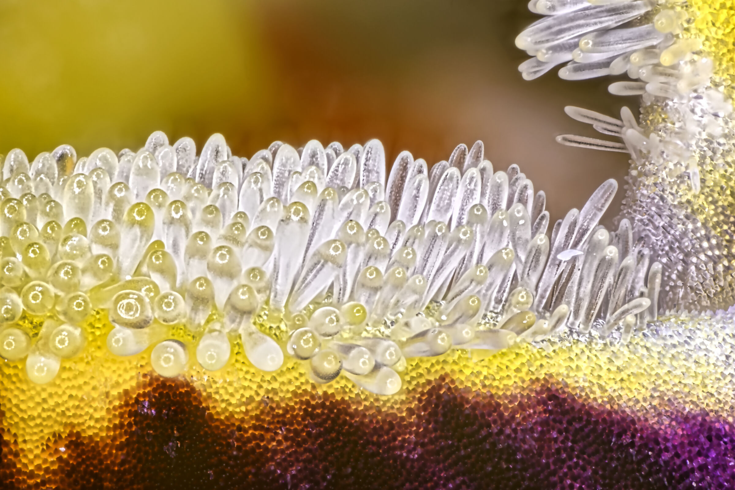 I denti della violetta