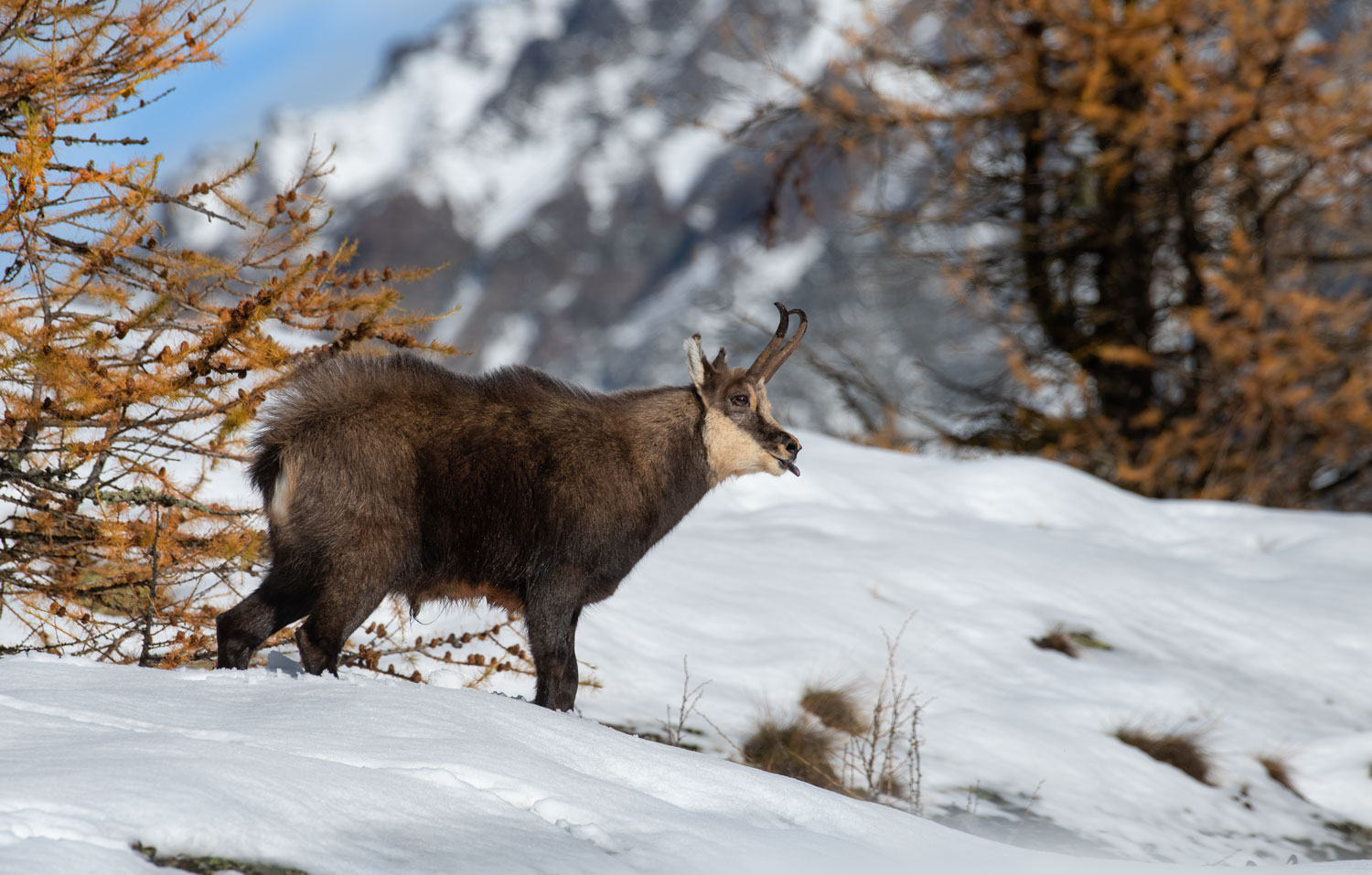 Chamois