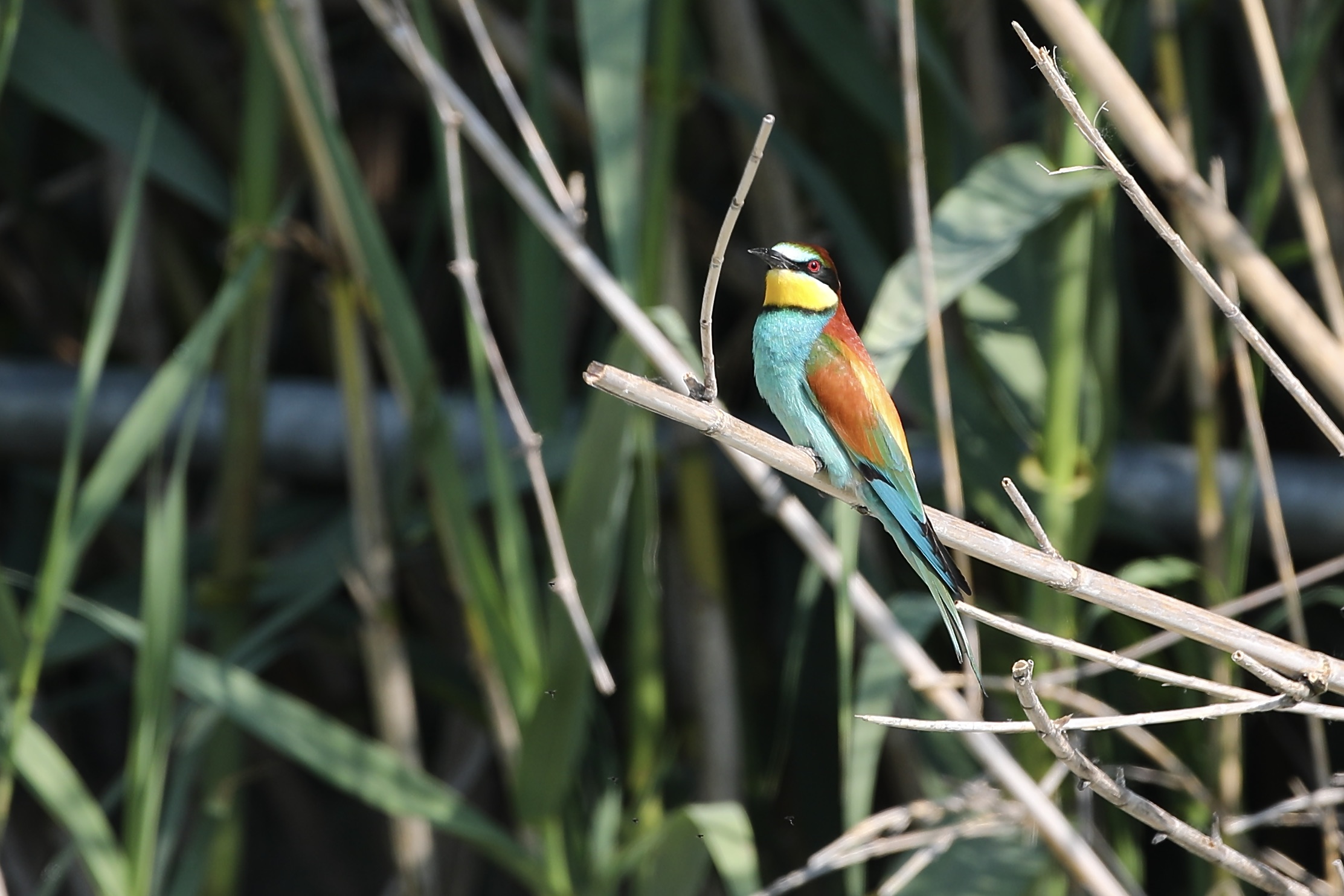 Bee-eaters