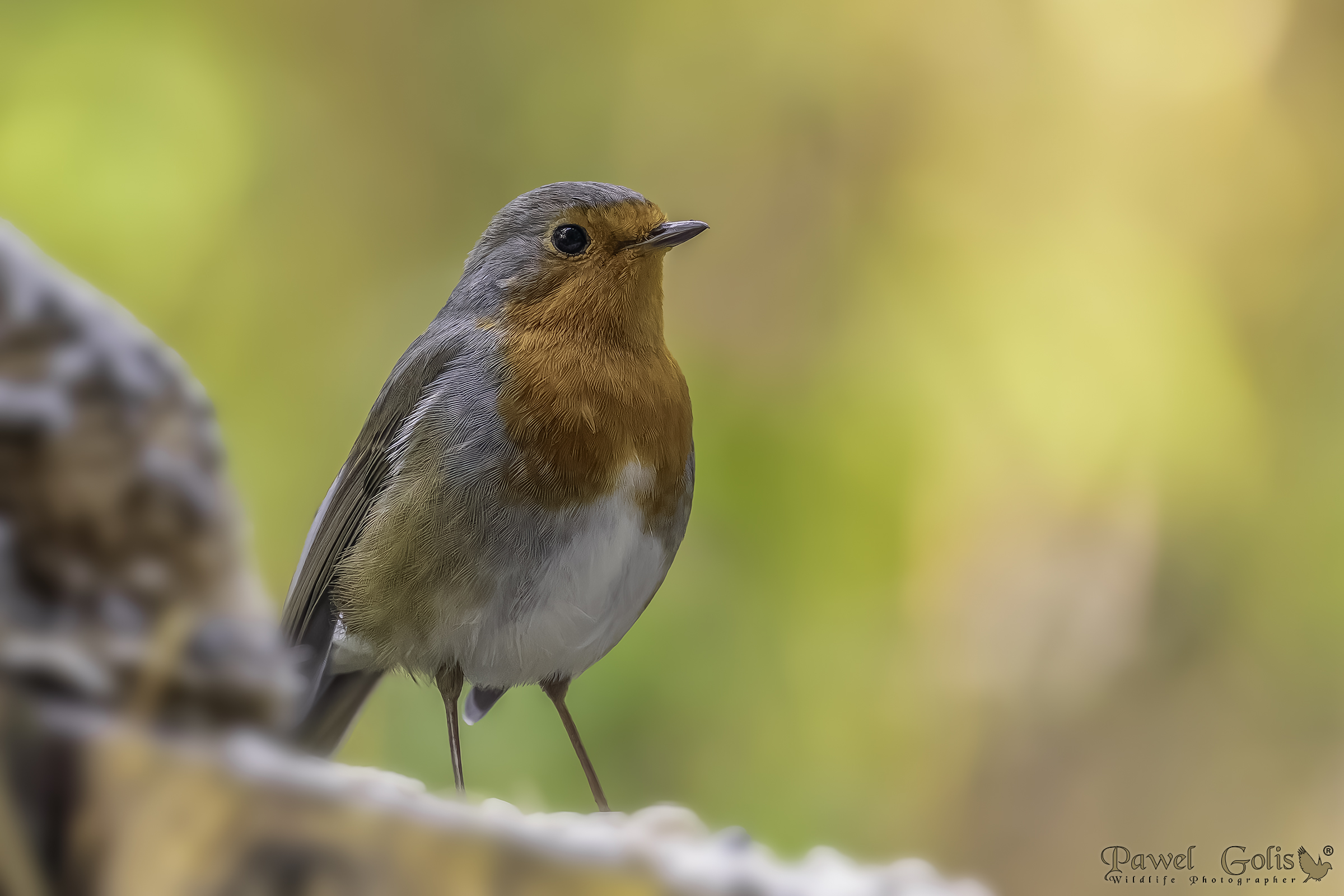 Pettirosso europeo (Erithacus rubecula)