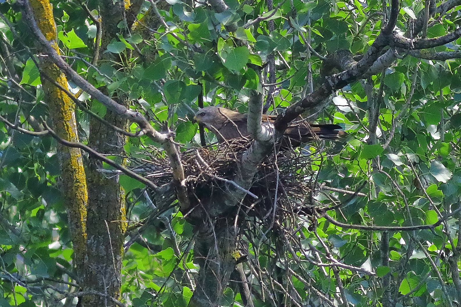 Black Kite 19-06-2023