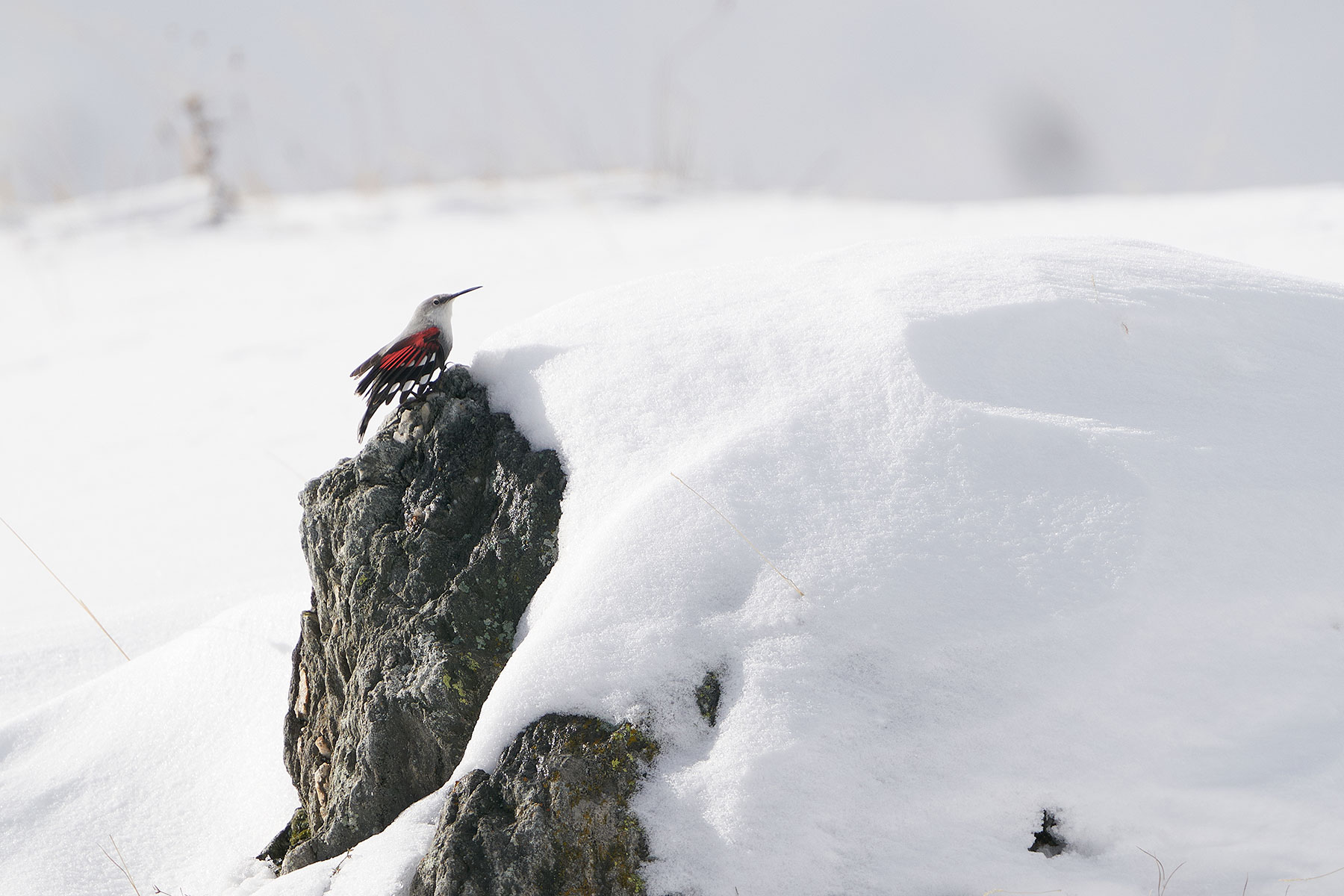 Picchio muraiolo nella neve