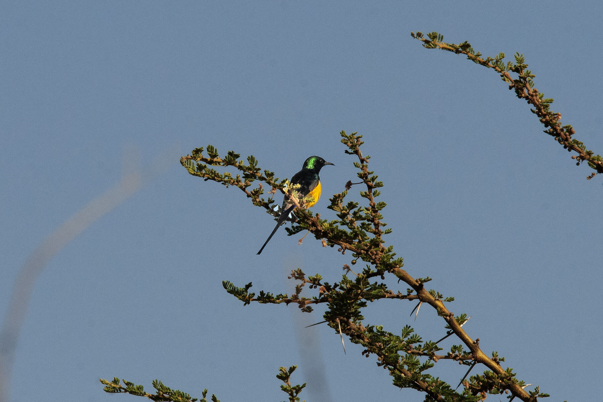 Nettarinia metallica - Anthreptes metallicus