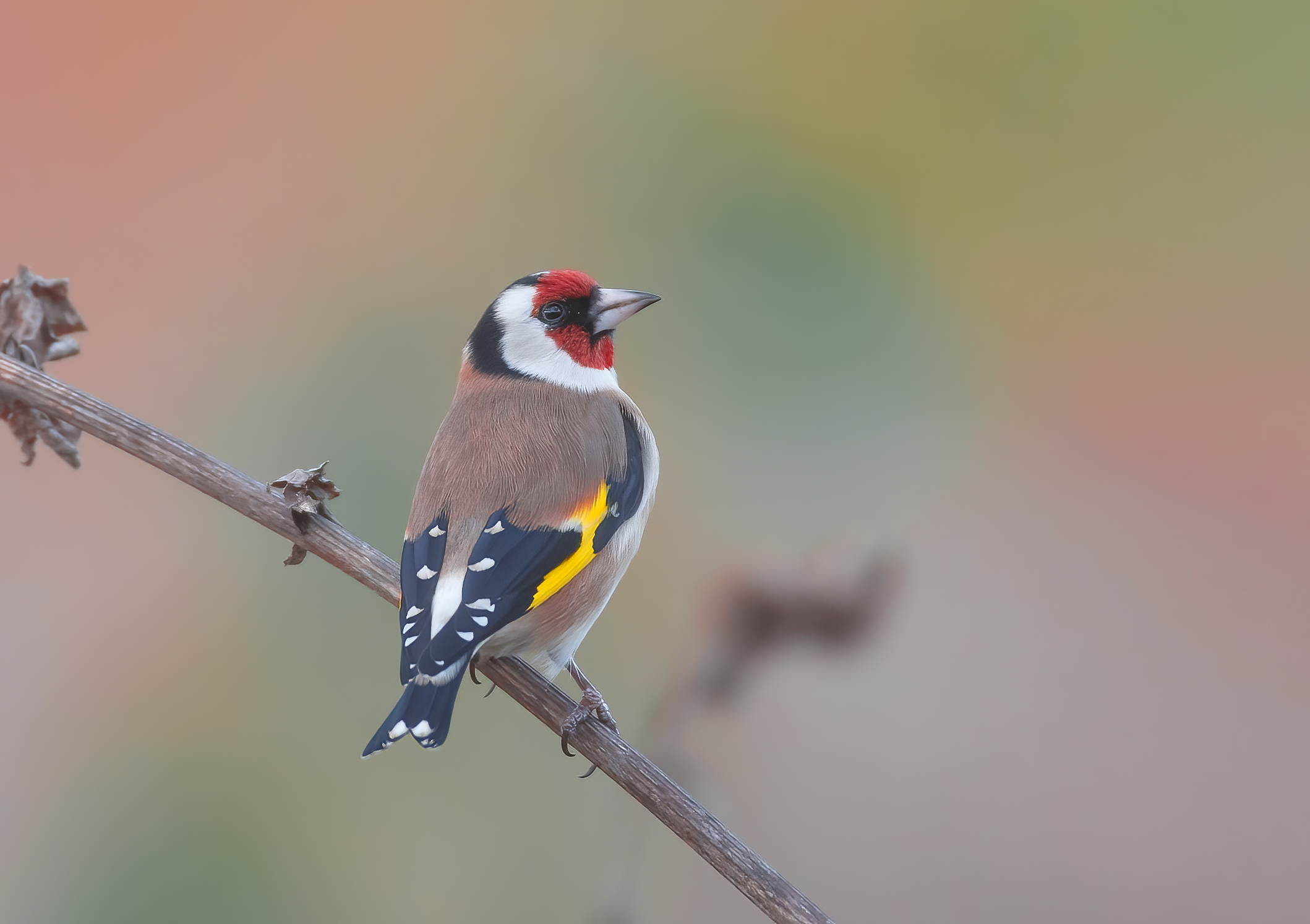 Carduelis carduelis