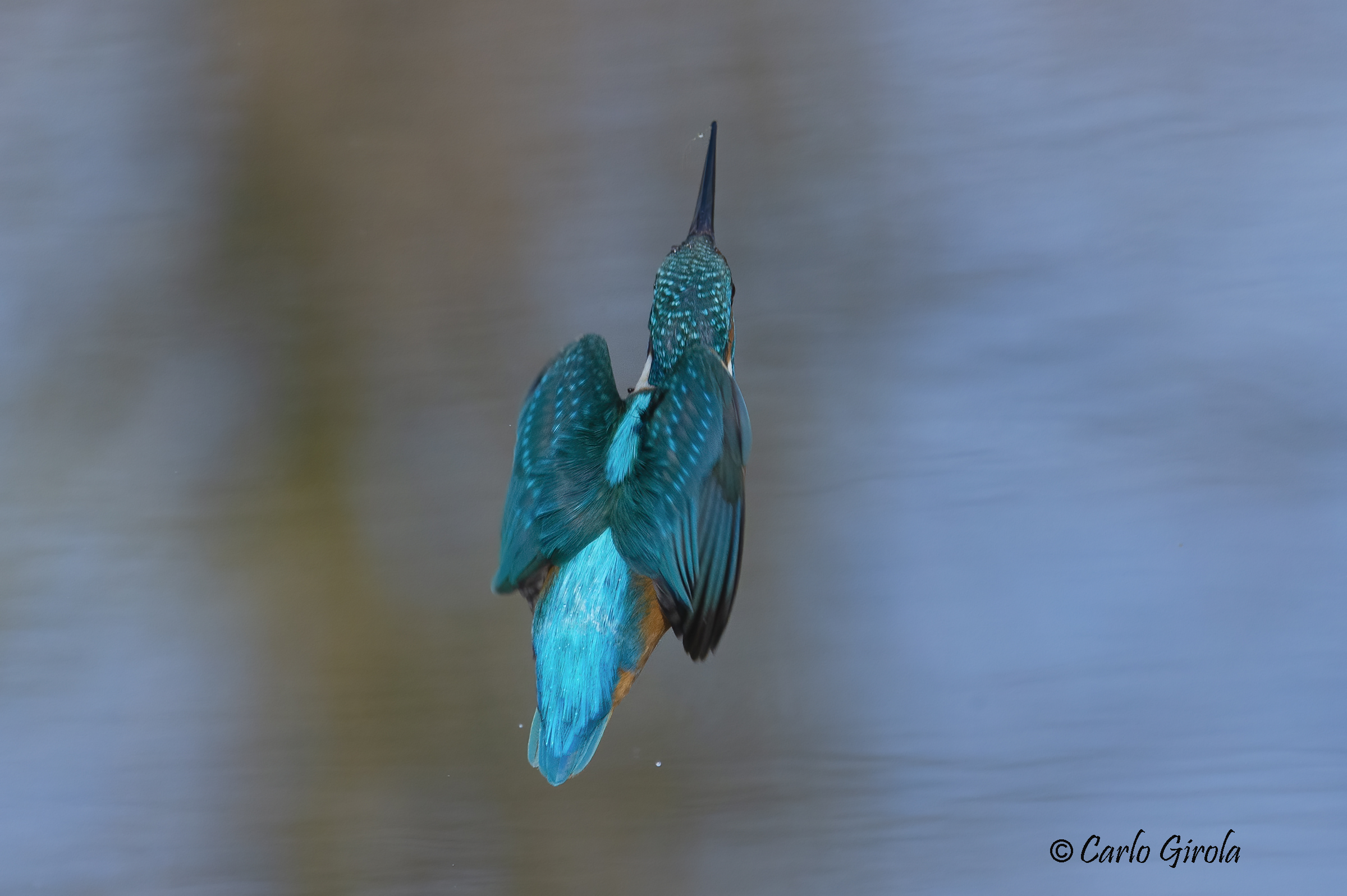 Kingfisher (Alcedo atthis)