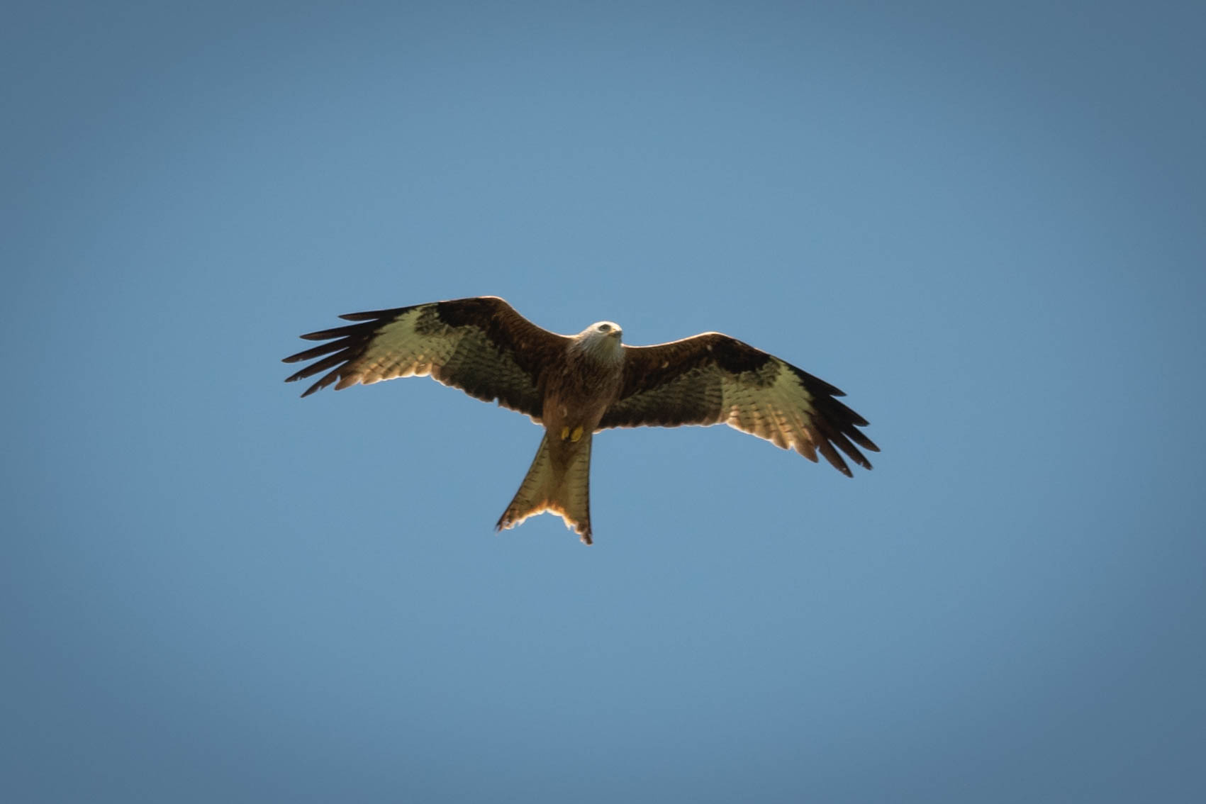 Red kite