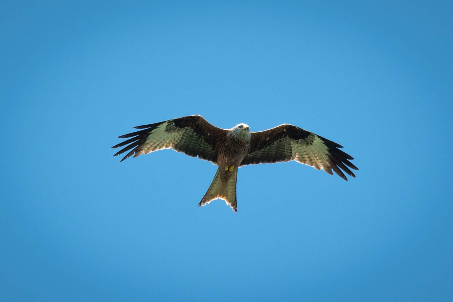Red kite