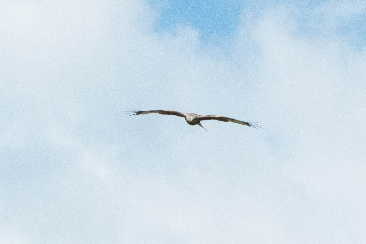 Red kite