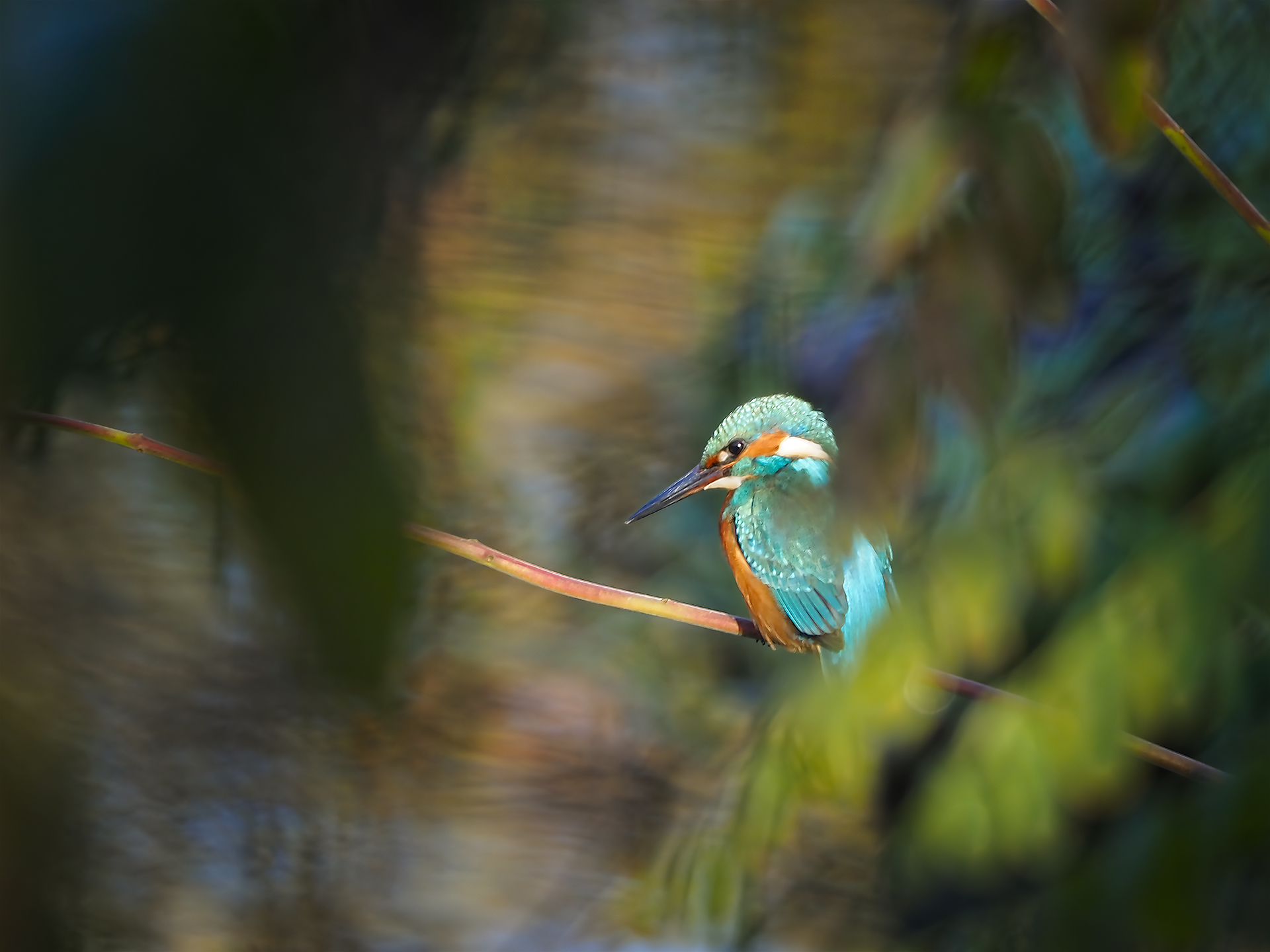 Kingfisher