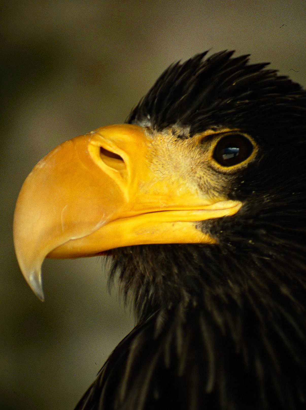 Aquila di Steller (Cina, Giappone) - Digitalizzata