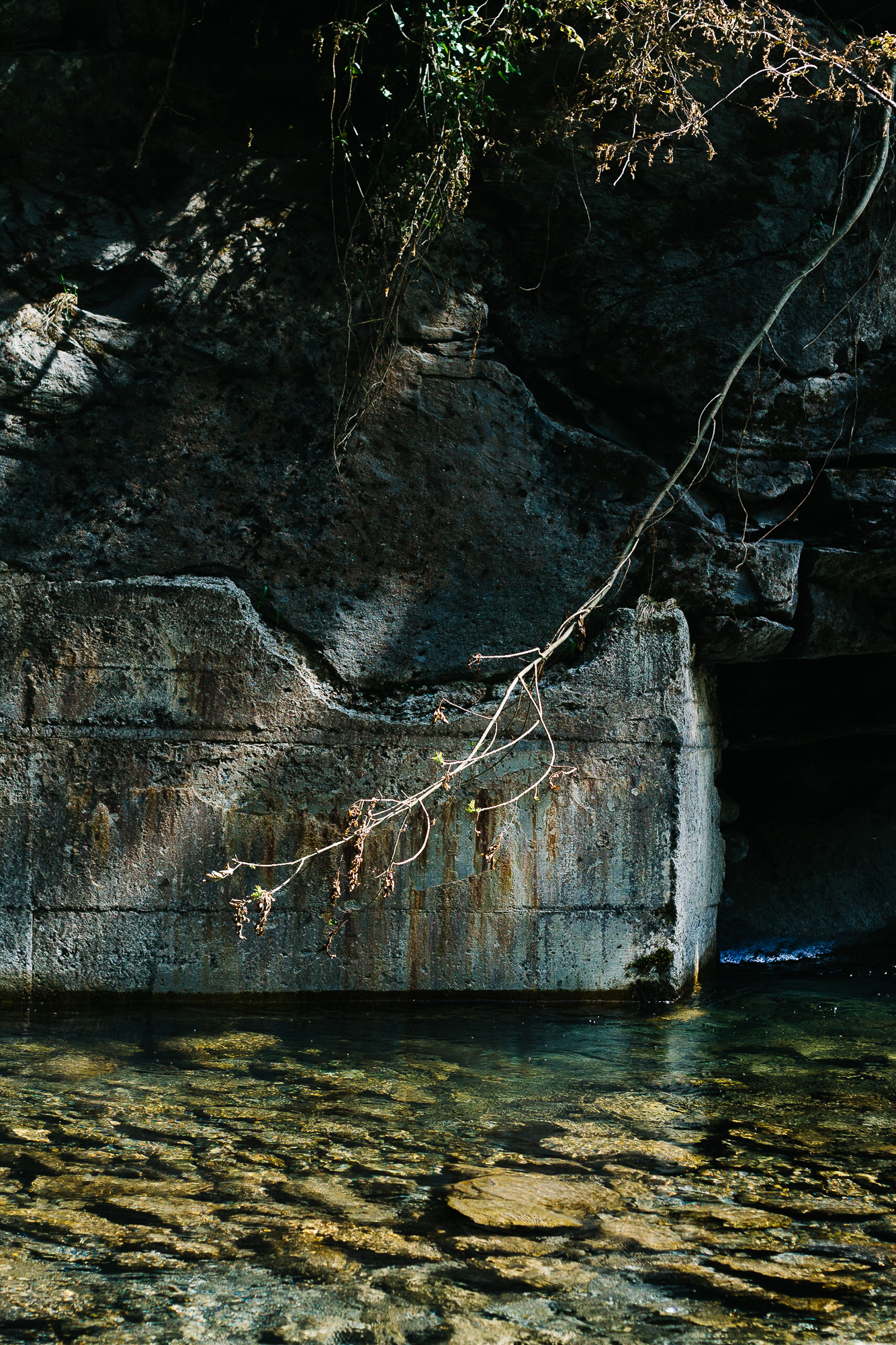 Branch overlooking a creek