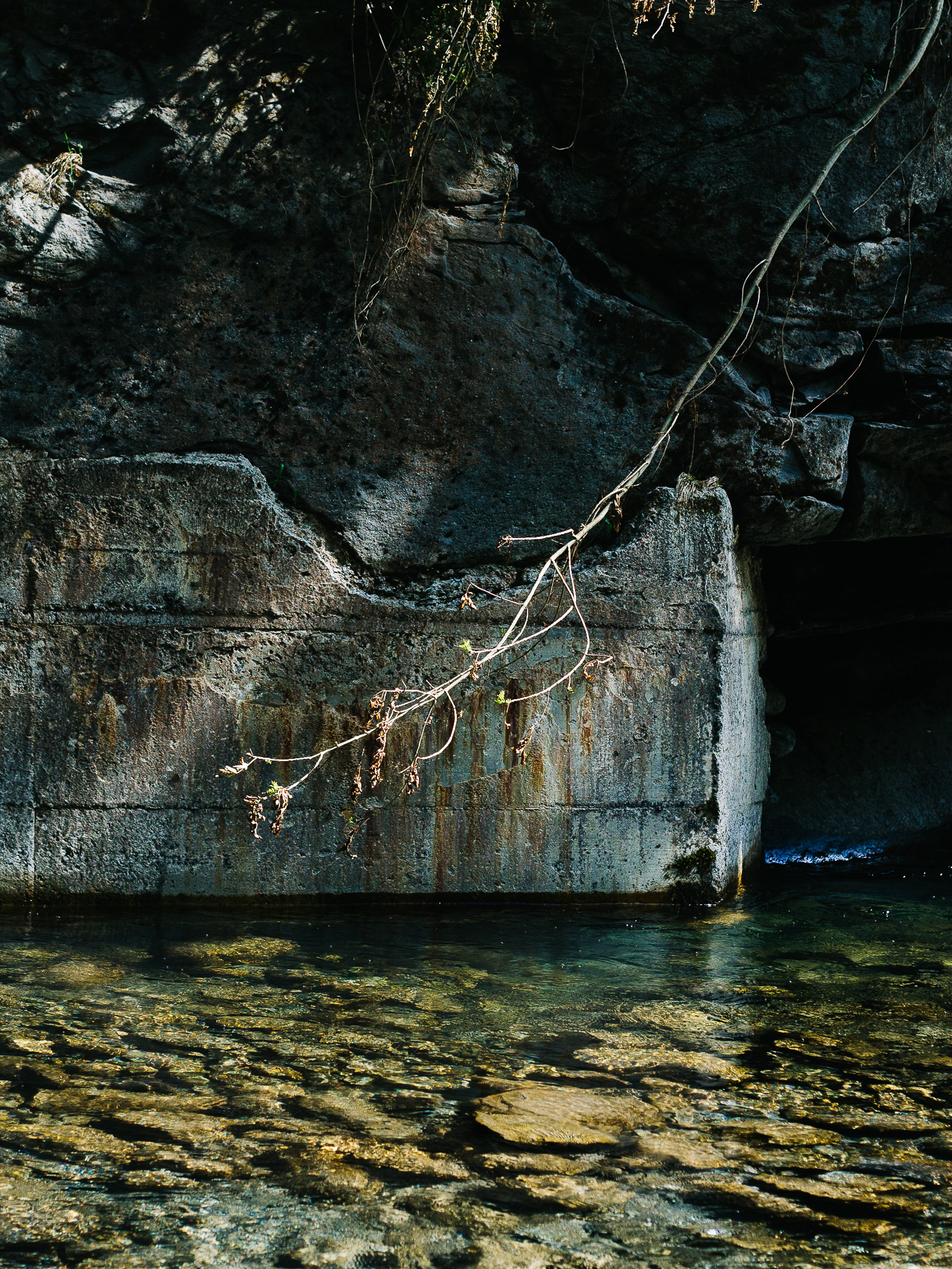 Branch overlooking a creek 2