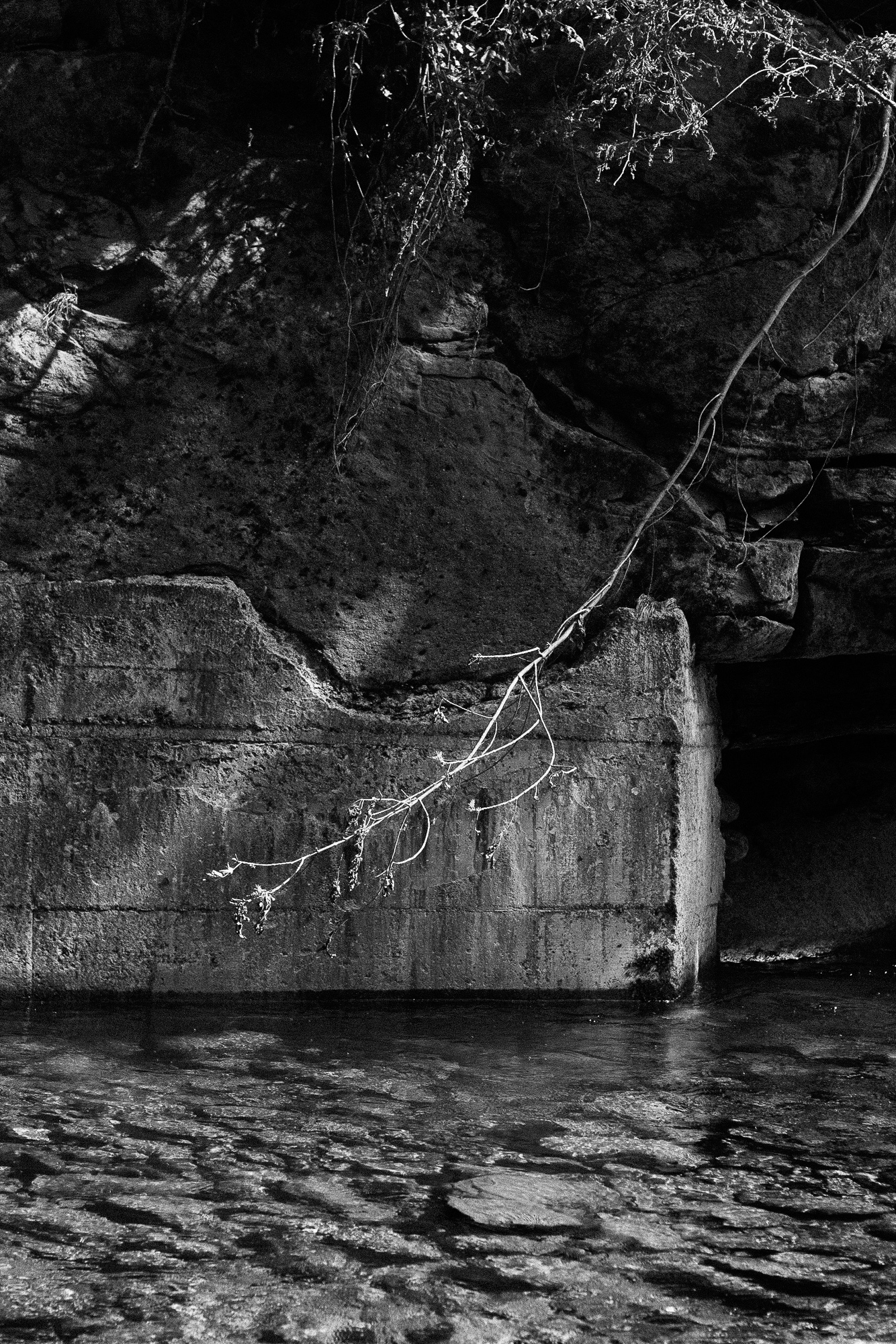 Branch overlooking a B&W creek