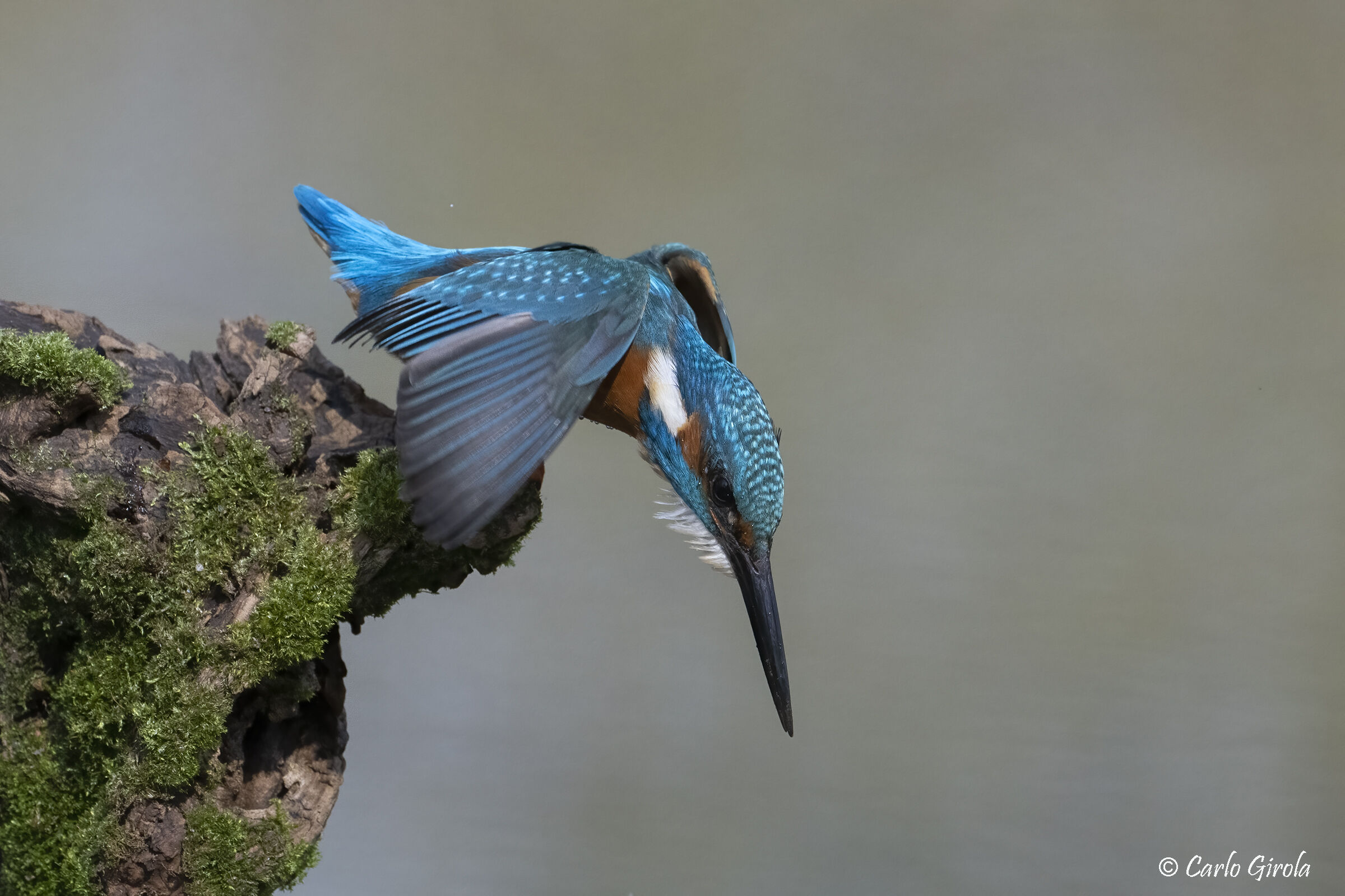 Kingfisher (Alcedo atthis)