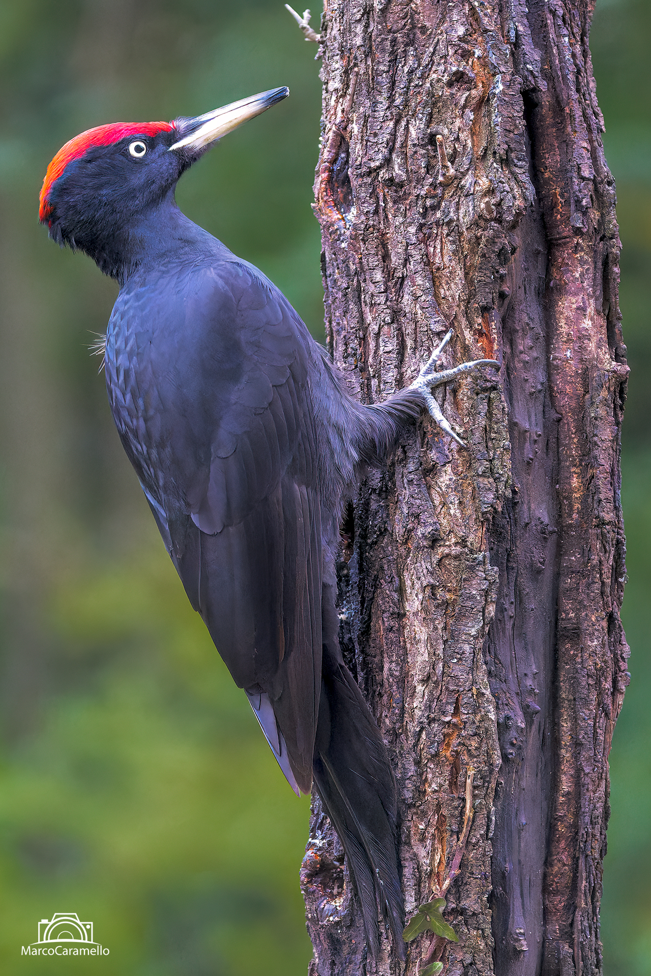 Black woodpecker