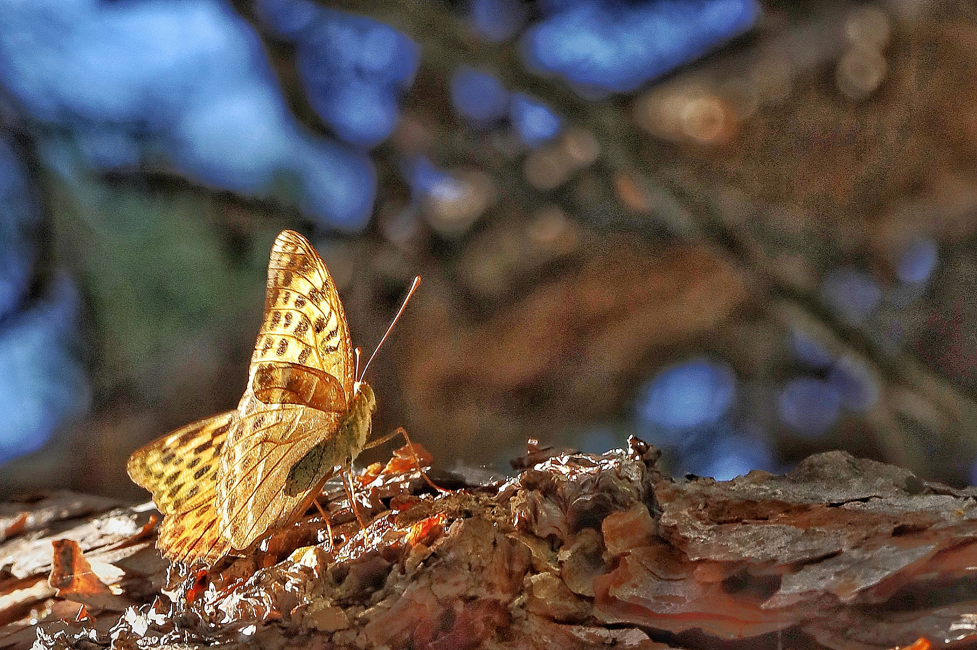 Argynnis pandora