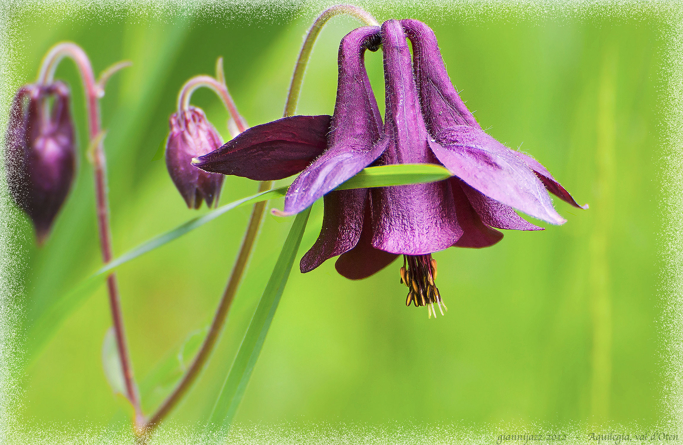 aquilegia