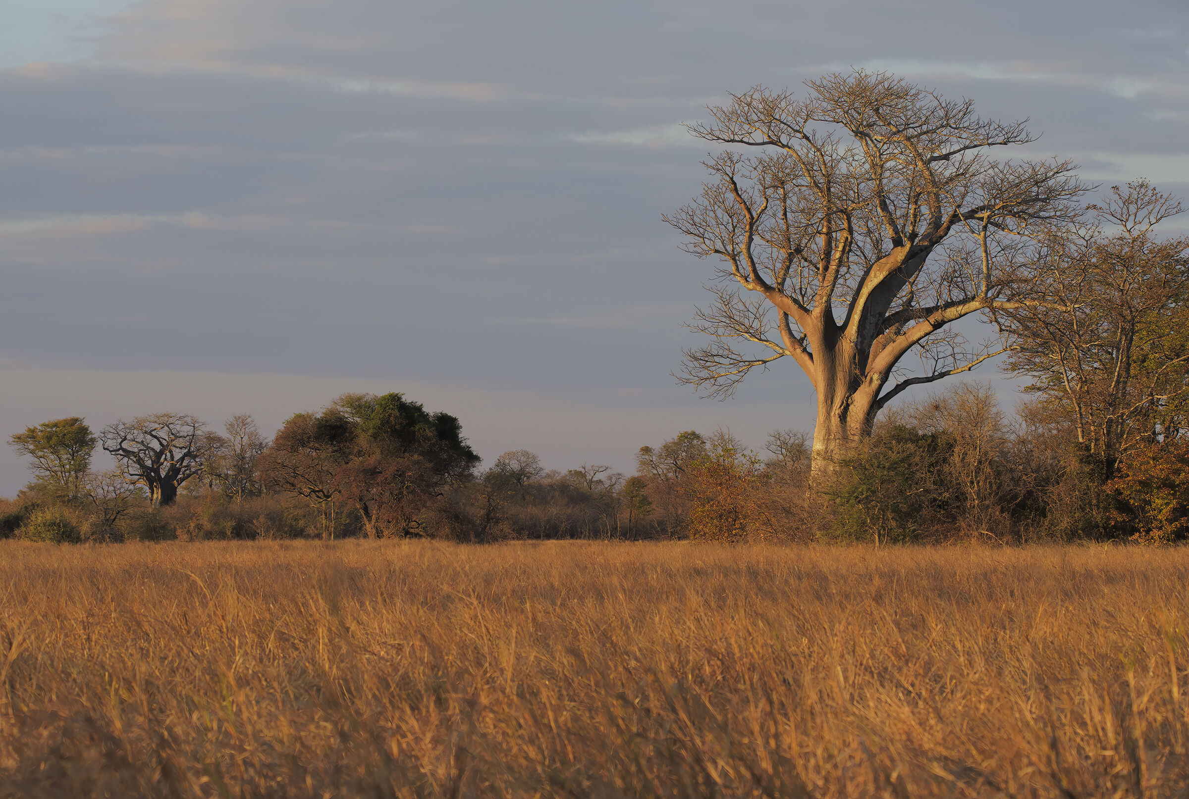 La Sapienza del Baobab