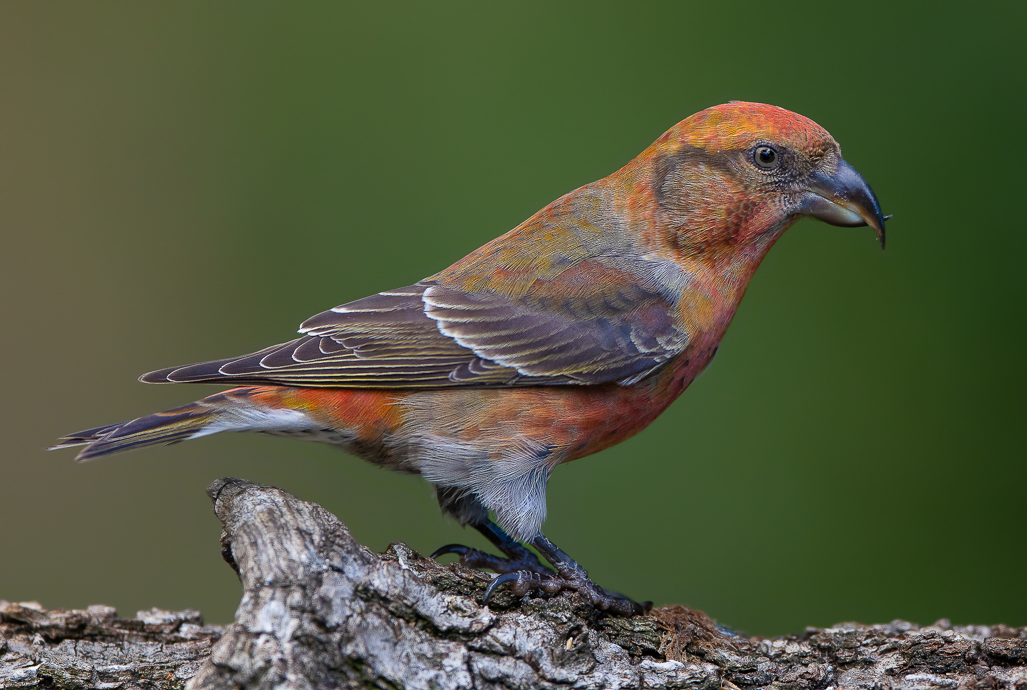 Crociere,ha il becco incrociato per sgusciare le pigne