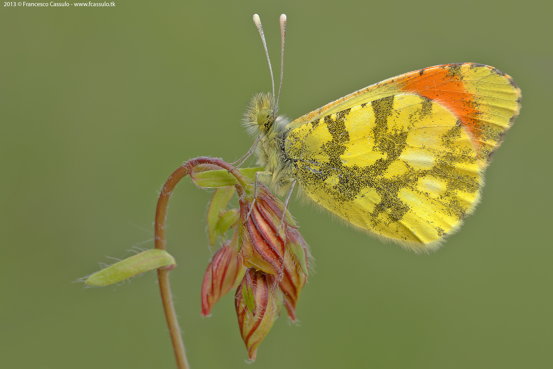 Anthocharis euphenoides (Staudinger, 1869)