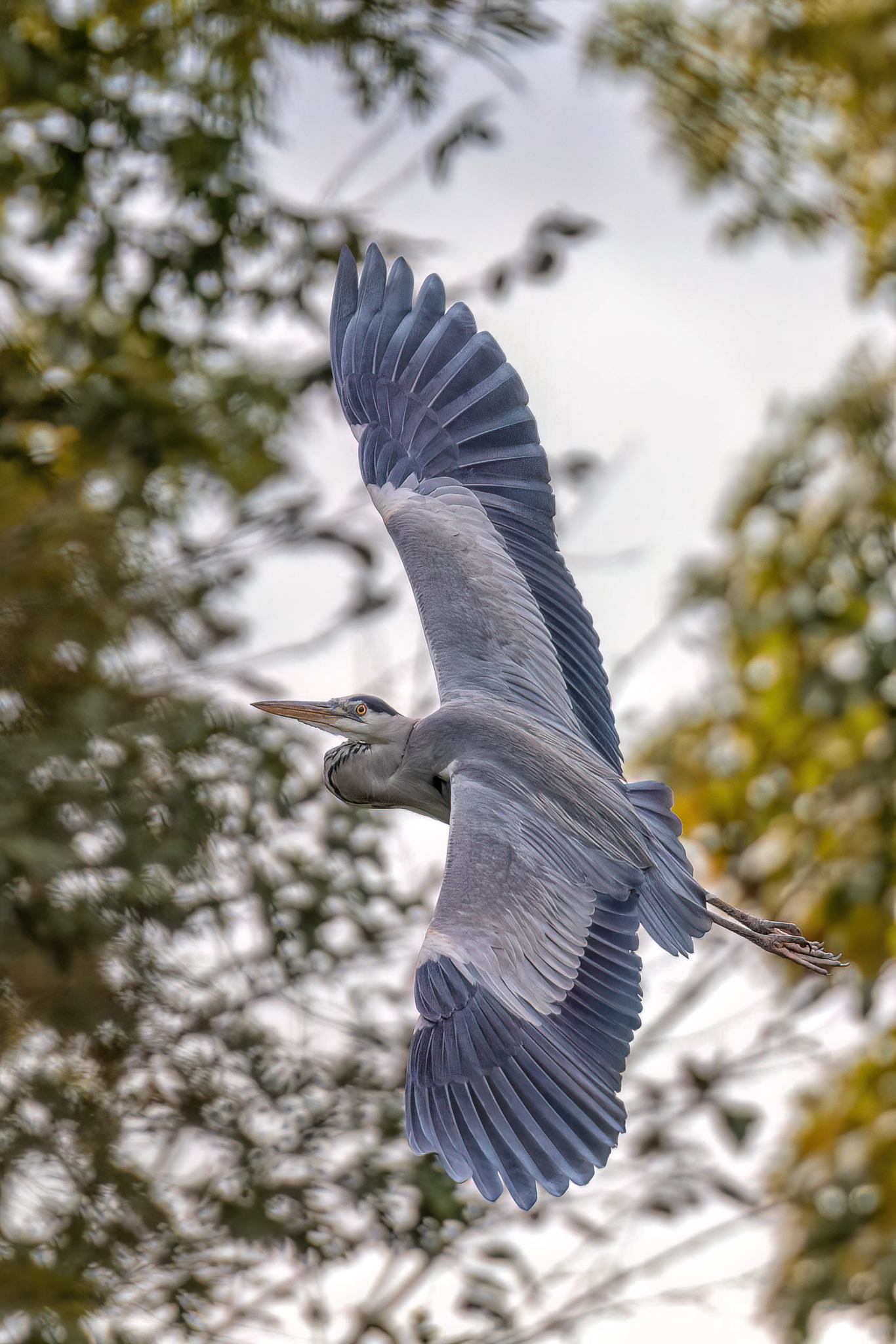 Grey heron